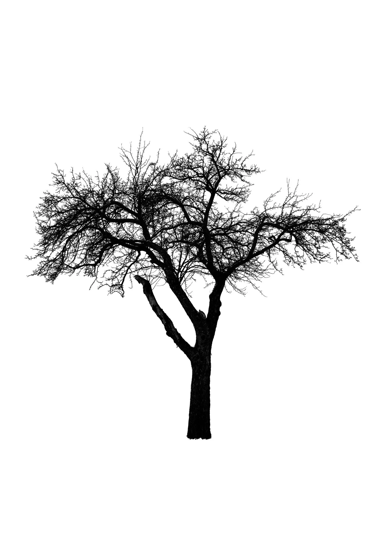 Tree 51 (PEAR TREE)