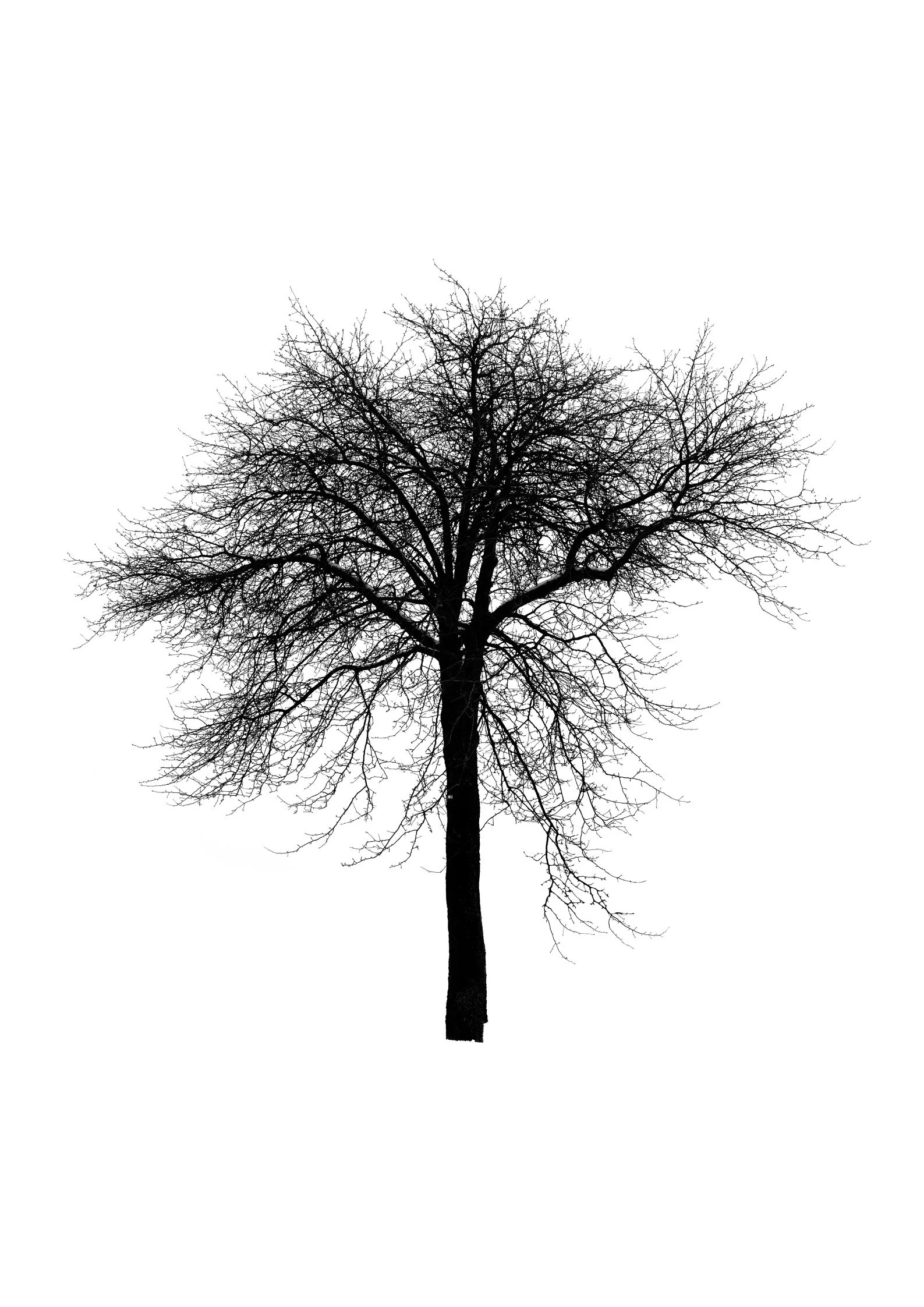 Tree 52 (ALDER TREE)