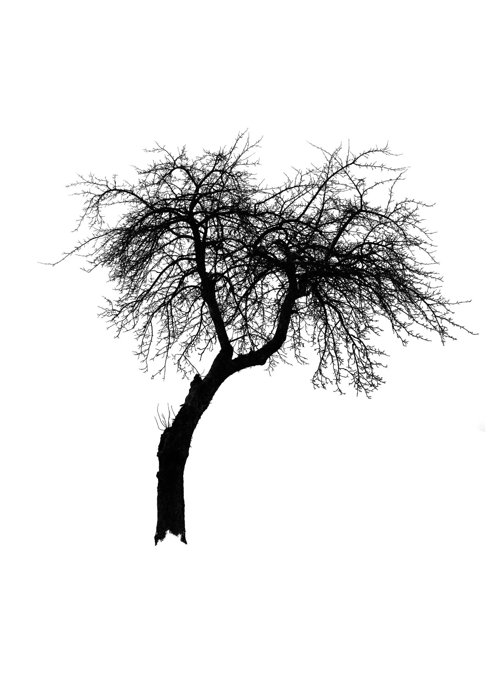 Tree 53 (APPLE TREE)