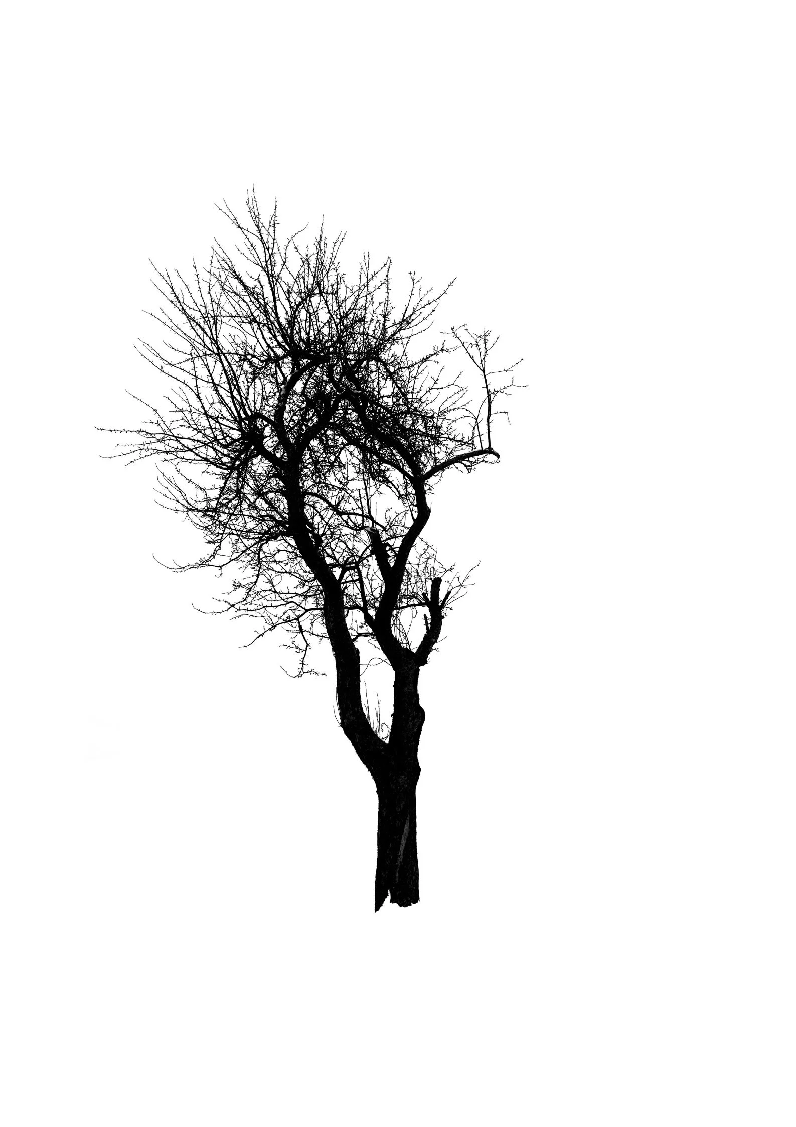 Tree 54 (APPLE TREE)