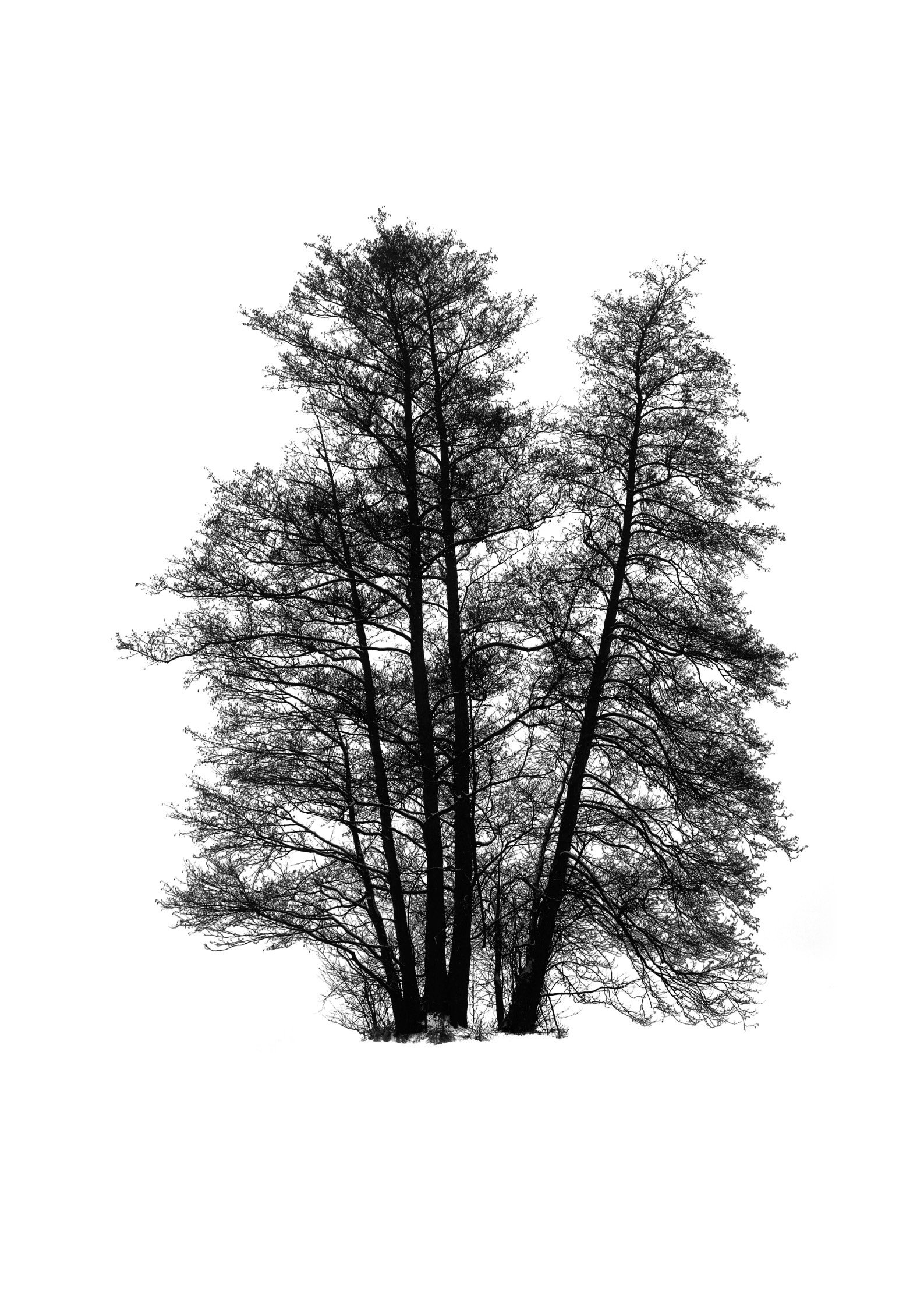 Tree 55 (ALDER TREE)