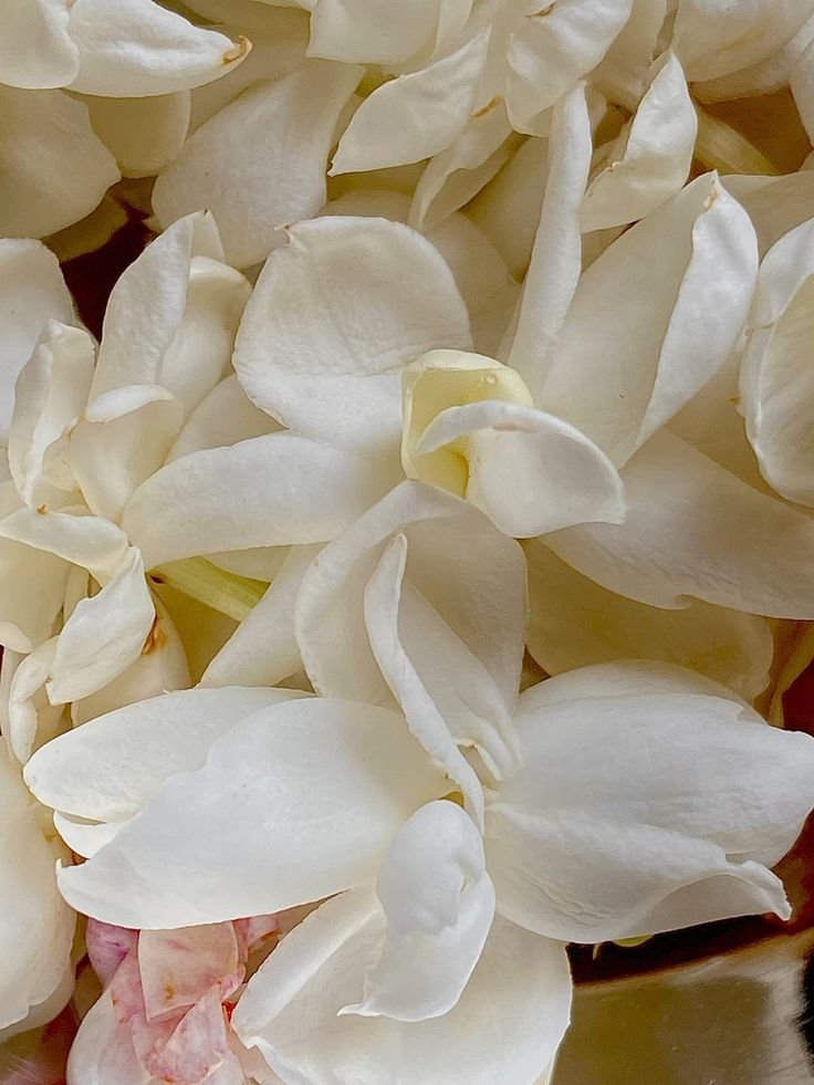 Jasmine Aesthetic.jpeg
