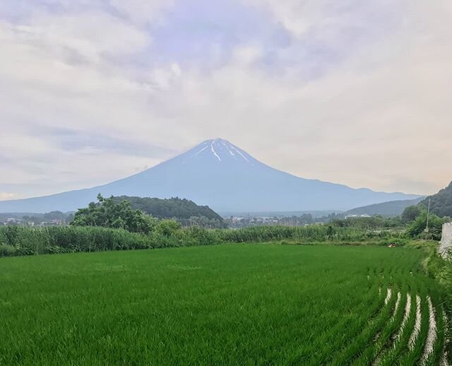 A rice field with Mount Fuji in the background!

I was on a stopover in Tokyo for few days a couple of years ago and always had Mount Fuji on my bucket list, so I took the train from Tokyo (impressive punctuality and speed) and did a quick day trip t