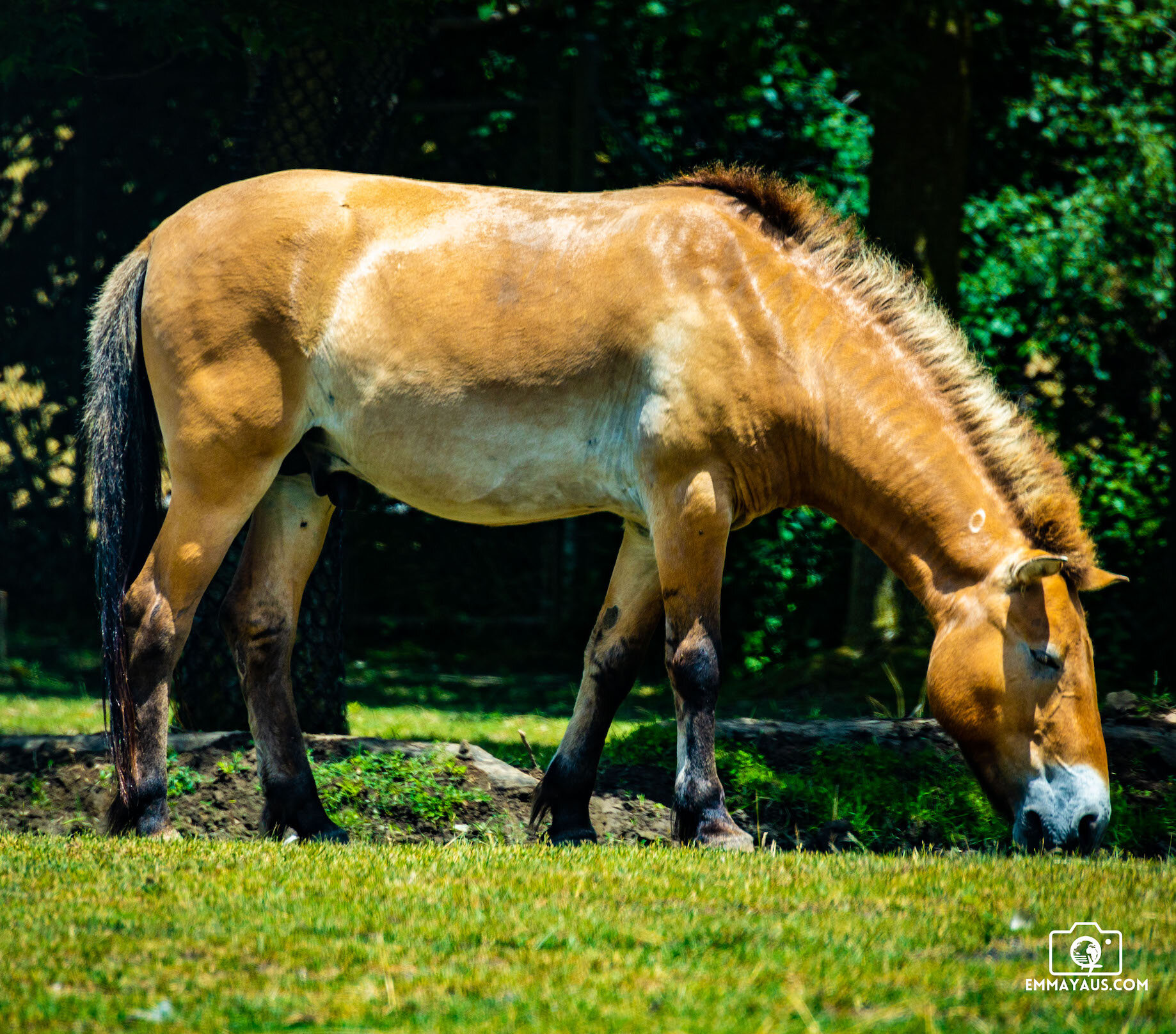 Toronto Zoo - 12.jpg