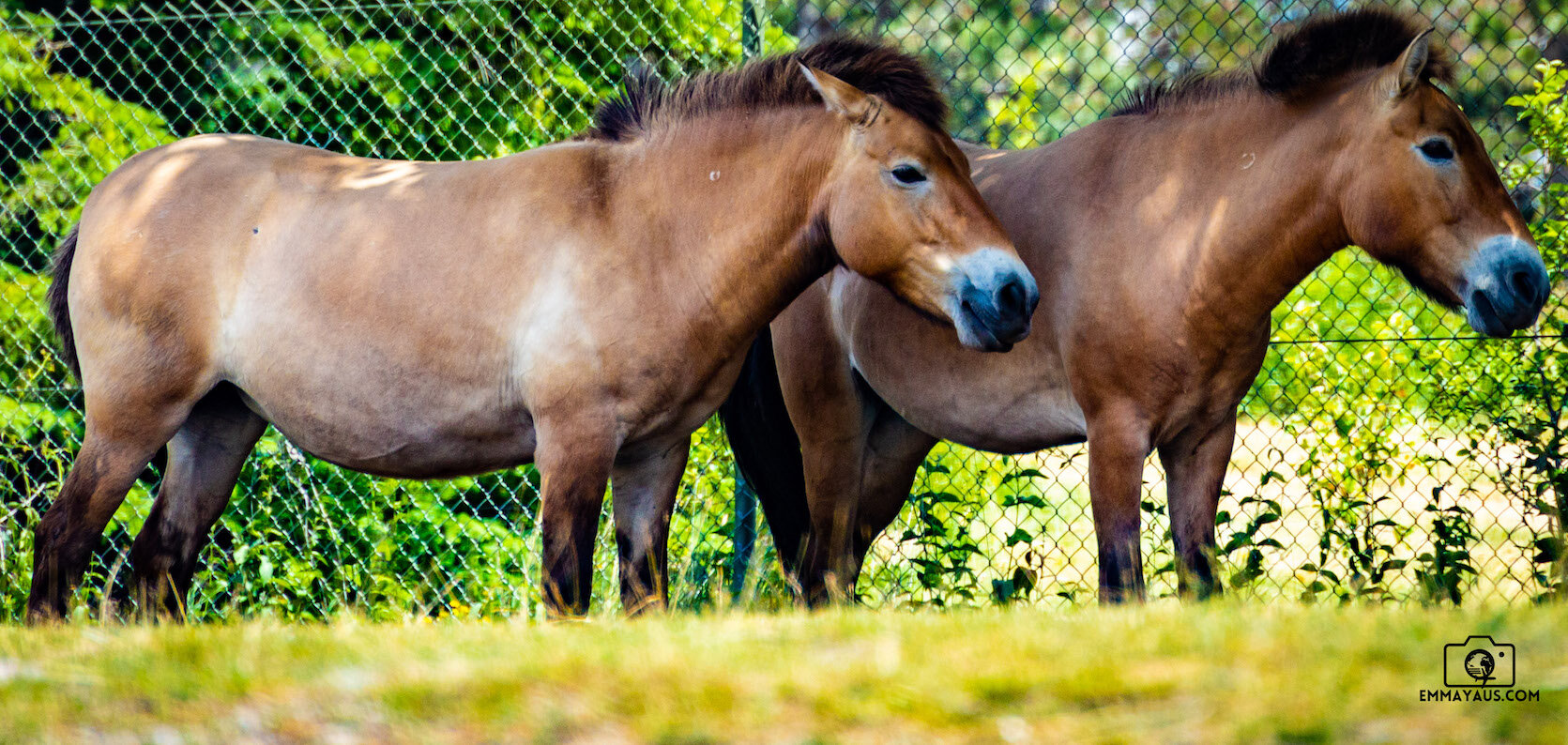 Toronto Zoo - 11.jpg