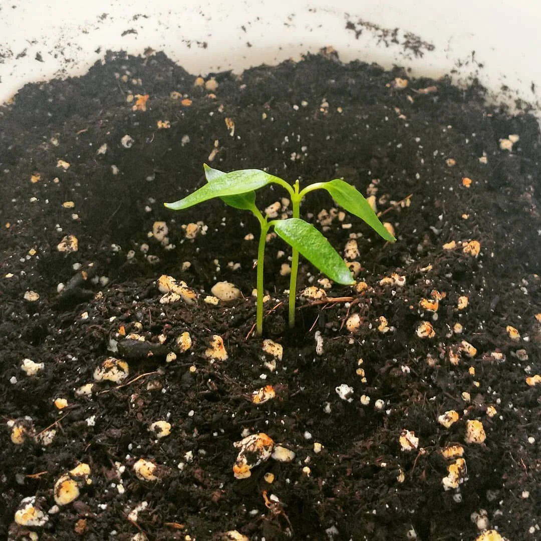 Today for the #marchfarmherchallenge we are showing what we have growing, and I am so proud to be able to show these beauties to you! 
I am growing tomatoes and bell peppers (plus carrots and mustard greens, not pictured).
This is such an achievement