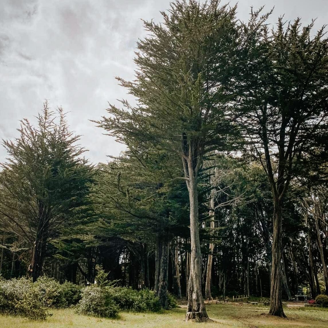 Magical place indeed ❤️ we hope you had a well rested weekend. Off to the new week ahead. Keep fighting and stay safe everyone.
We miss you all! 

#weddingdestination #springranchmendocino #wedding #mendocino #coastalpreserve #coastalwedding #califor