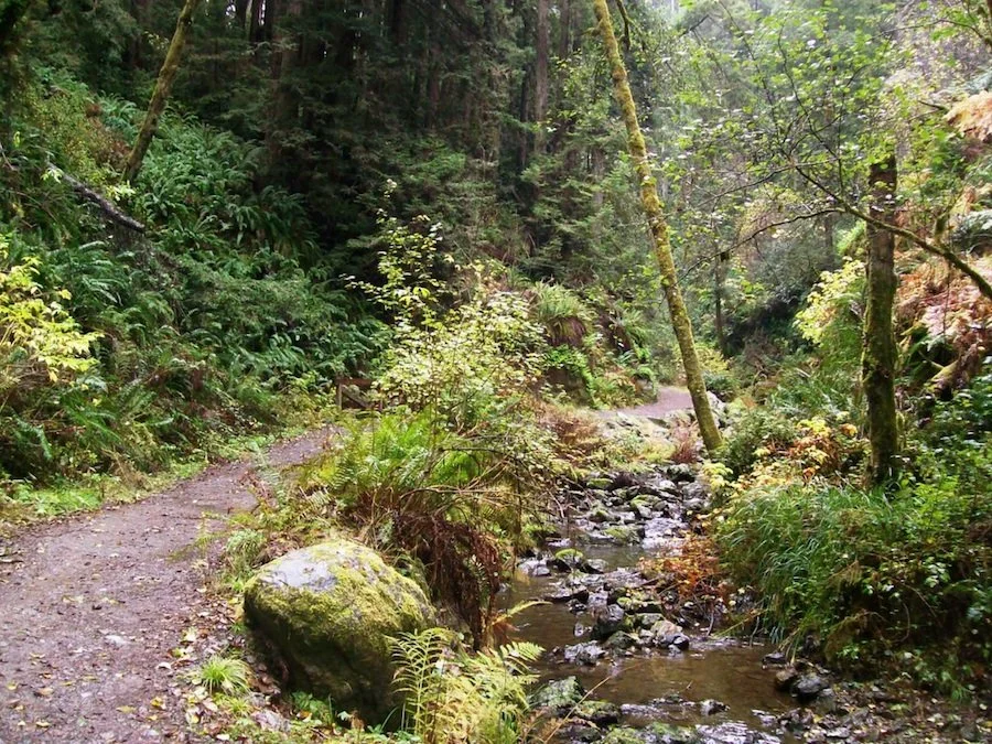 Van Damme State Park