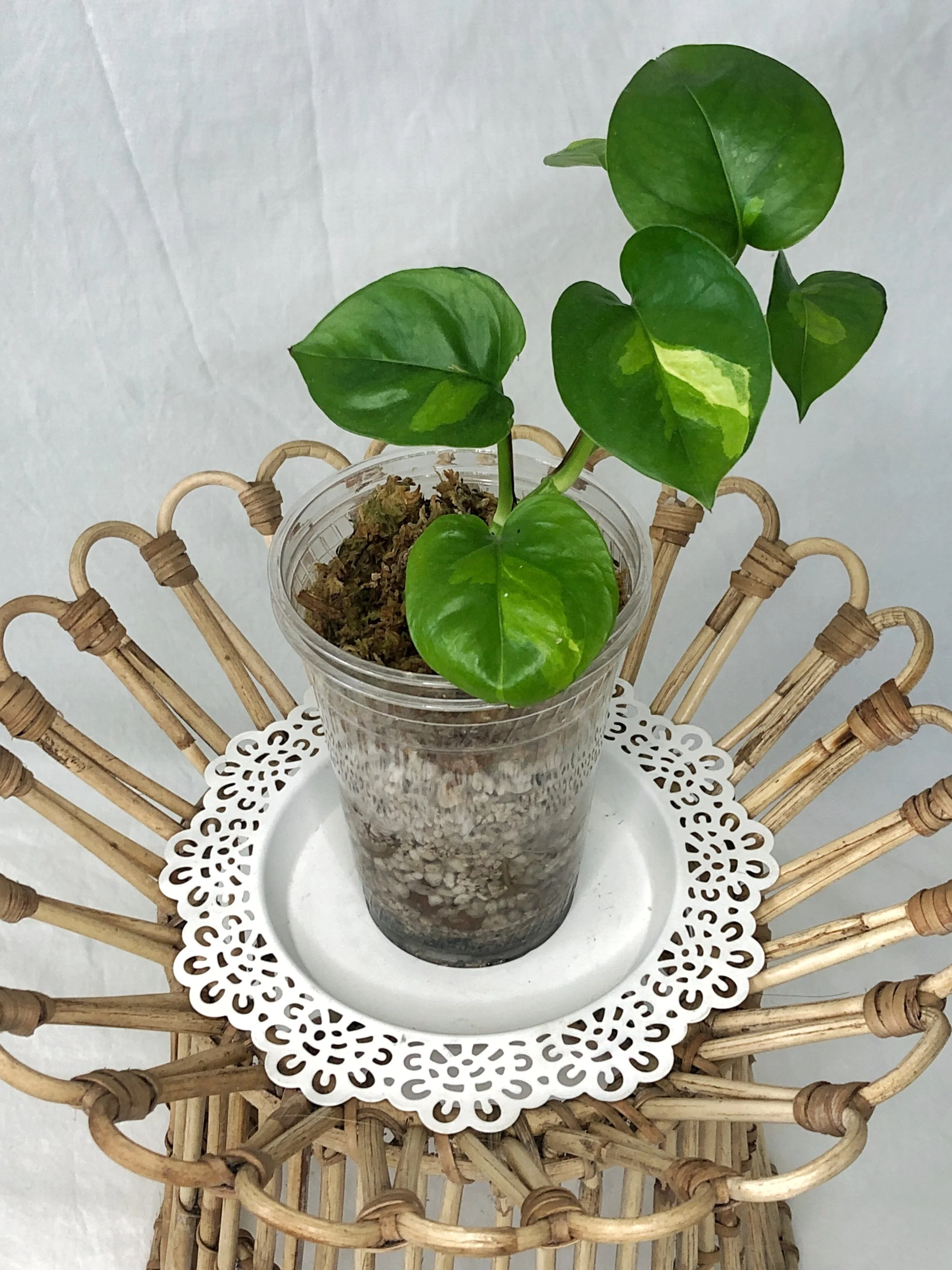 Moonbeam Botanicals