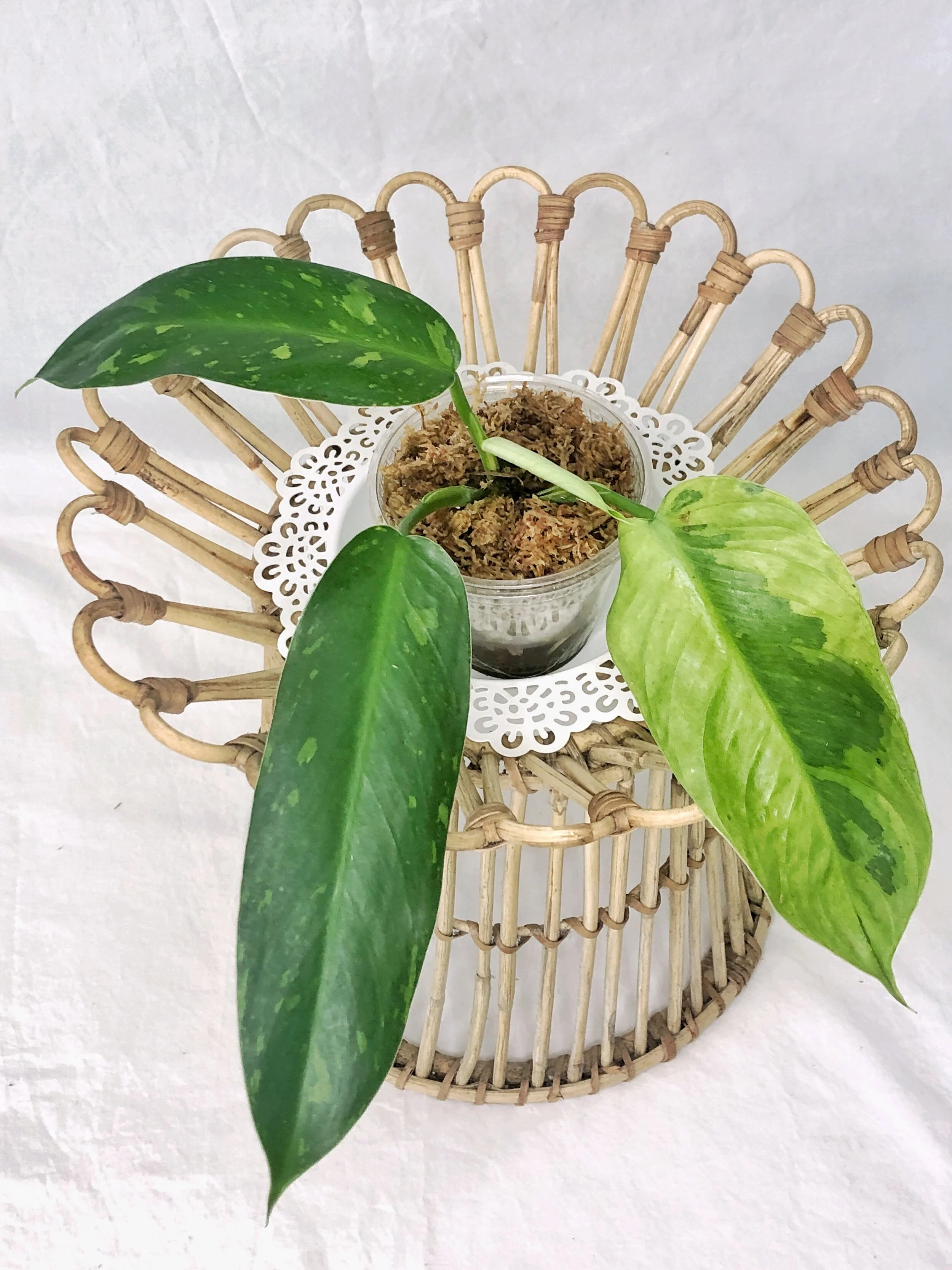 Moonbeam Botanicals