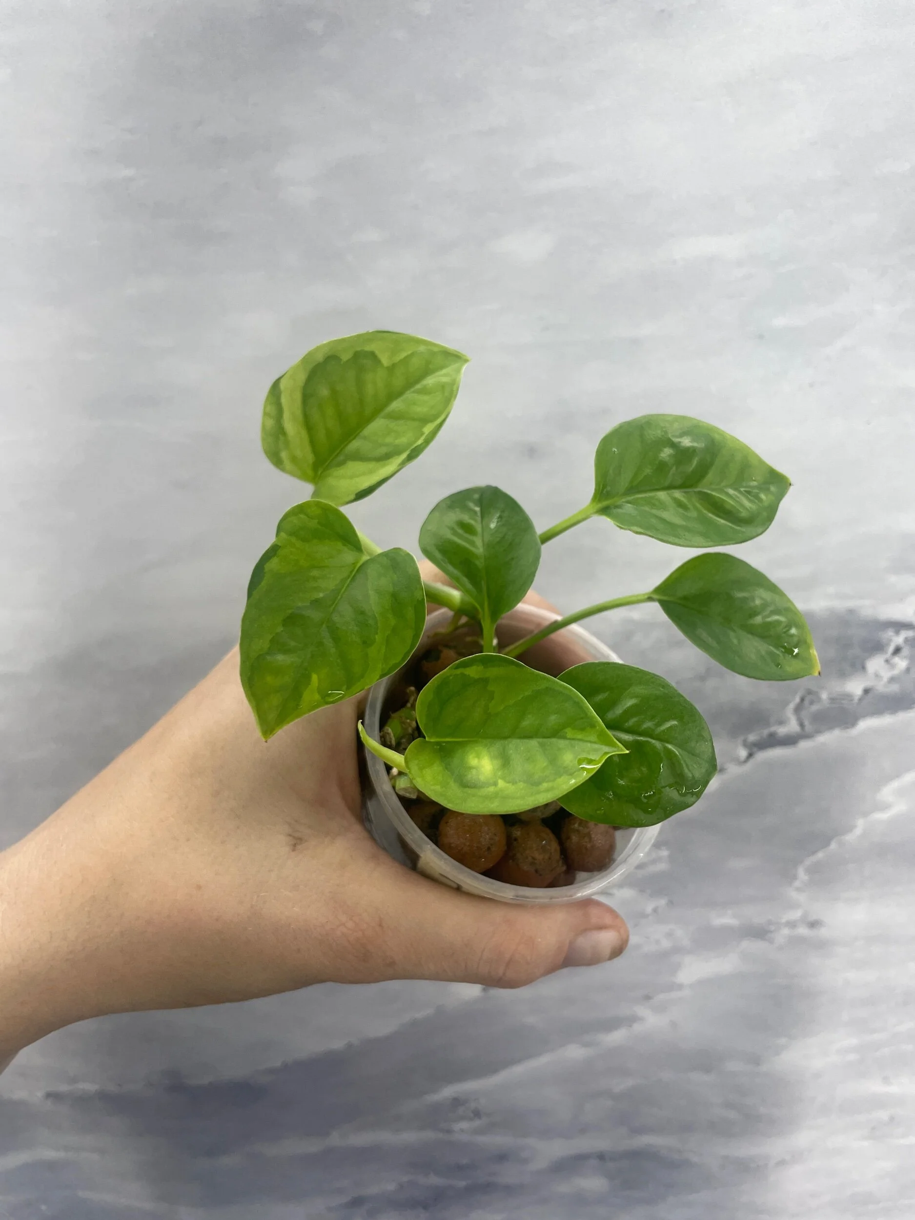 Shop for Rare Aroids and Vivarium Plants — Moonbeam Botanicals