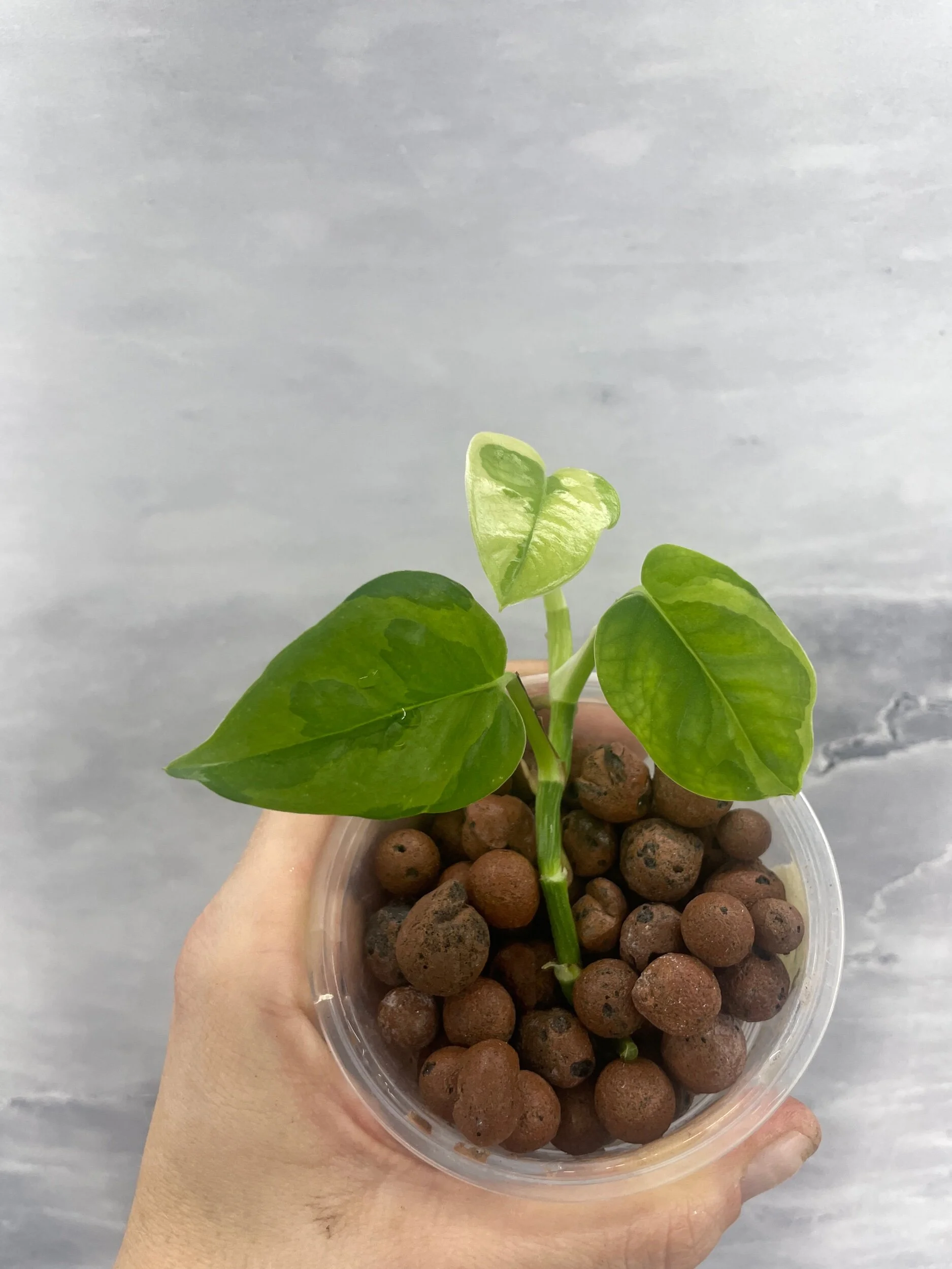 Shop for Rare Aroids and Vivarium Plants — Moonbeam Botanicals