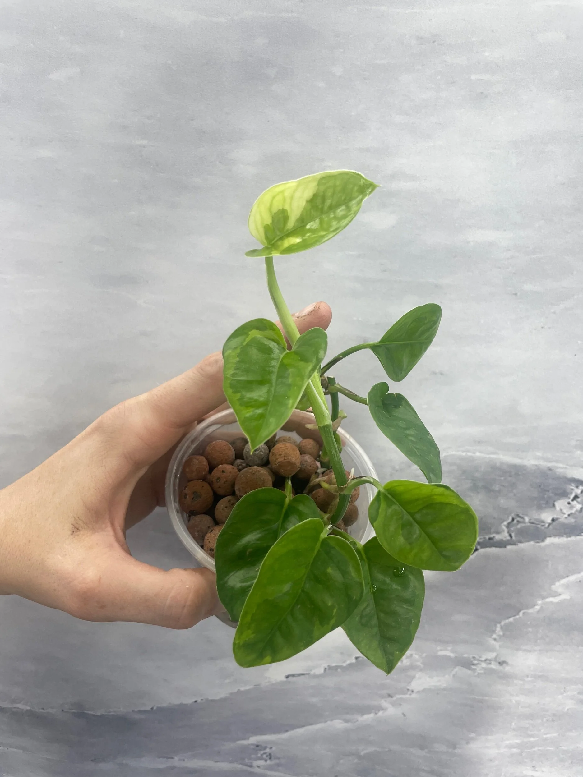 Shop for Rare Aroids and Vivarium Plants — Moonbeam Botanicals