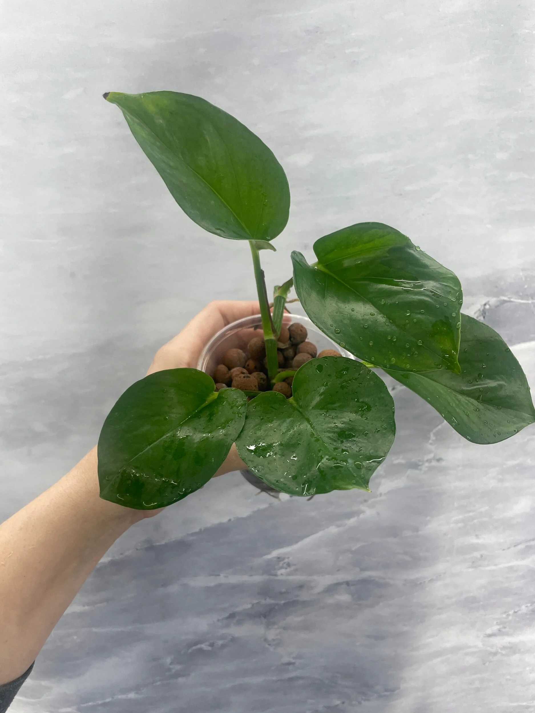 Shop for Rare Aroids and Vivarium Plants — Moonbeam Botanicals