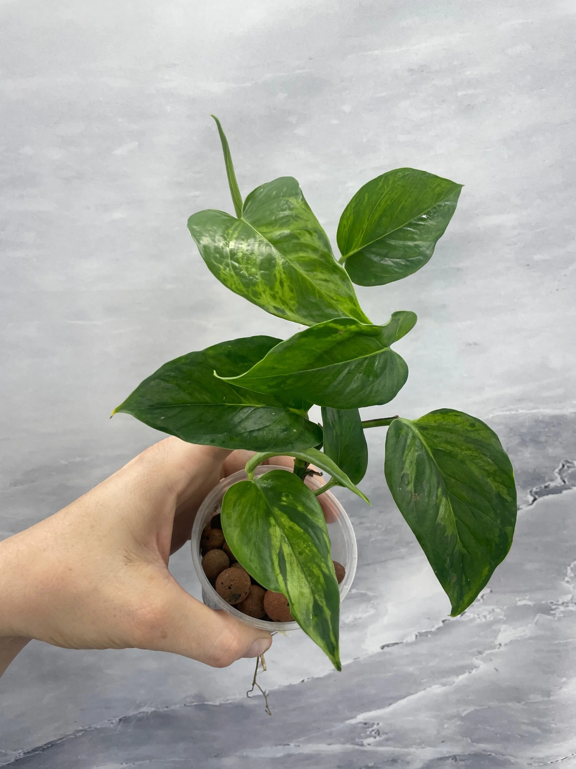 Shop for Rare Aroids and Vivarium Plants — Moonbeam Botanicals