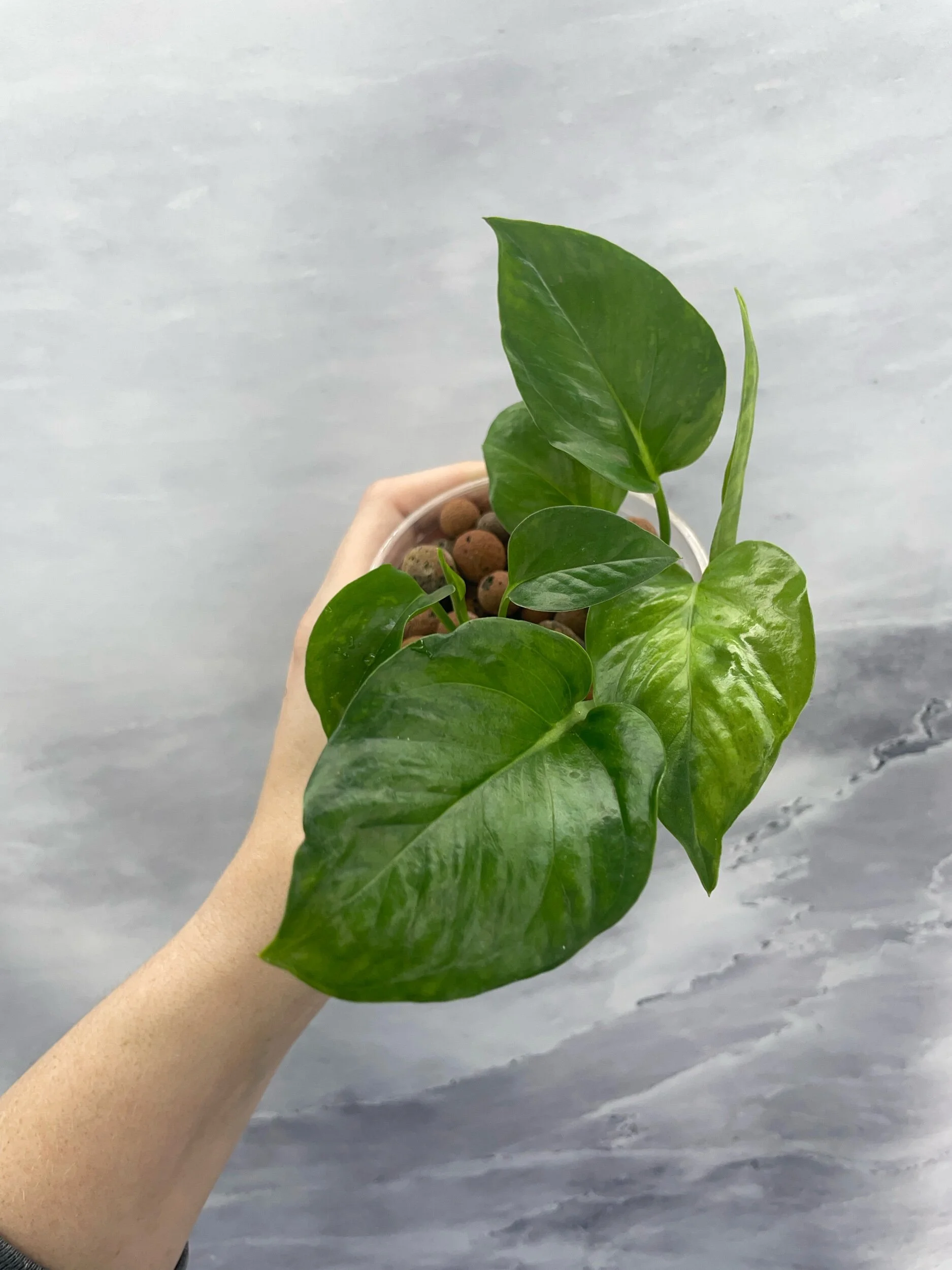 Shop for Rare Aroids and Vivarium Plants — Moonbeam Botanicals