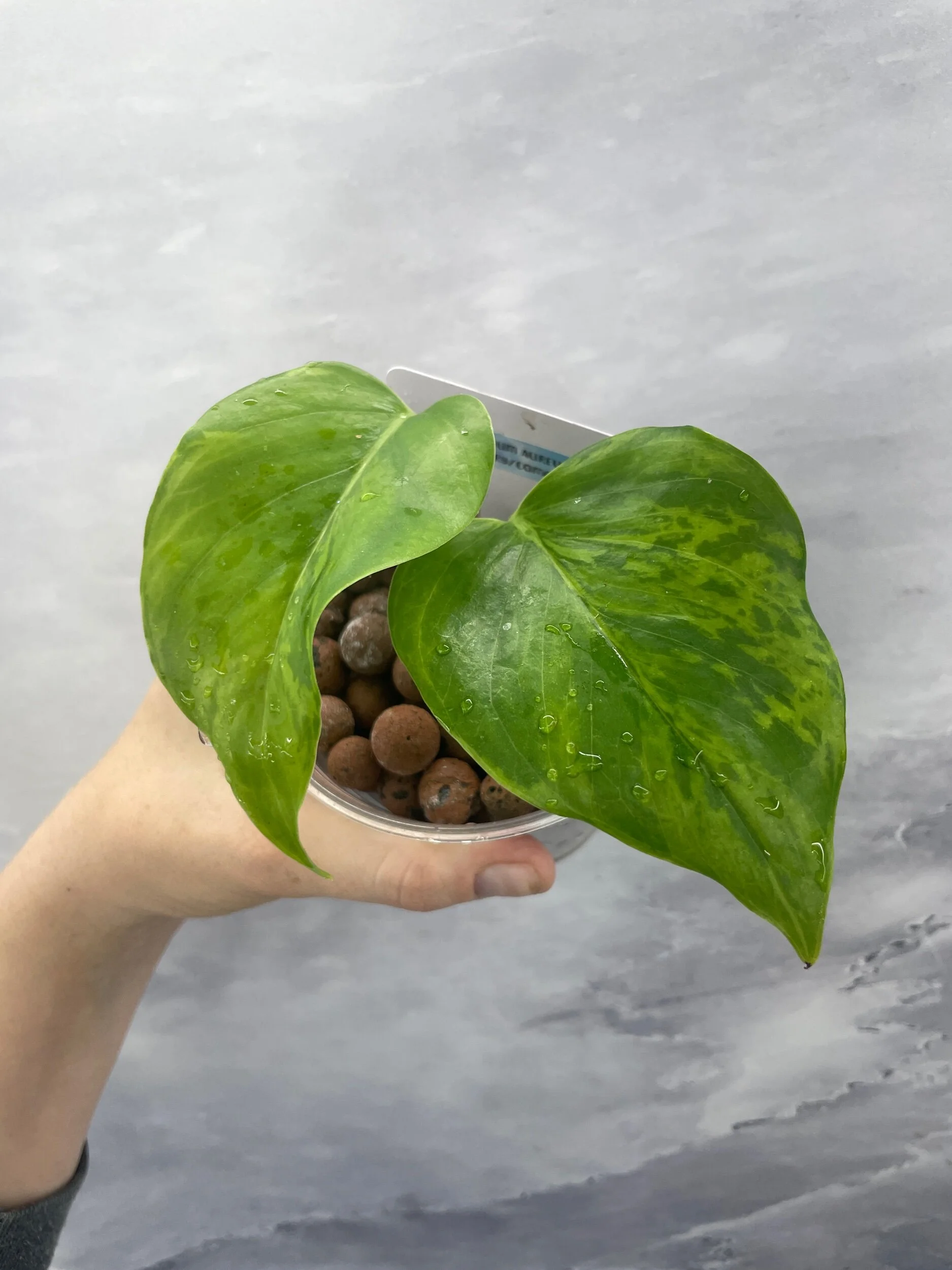 Shop for Rare Aroids and Vivarium Plants — Moonbeam Botanicals