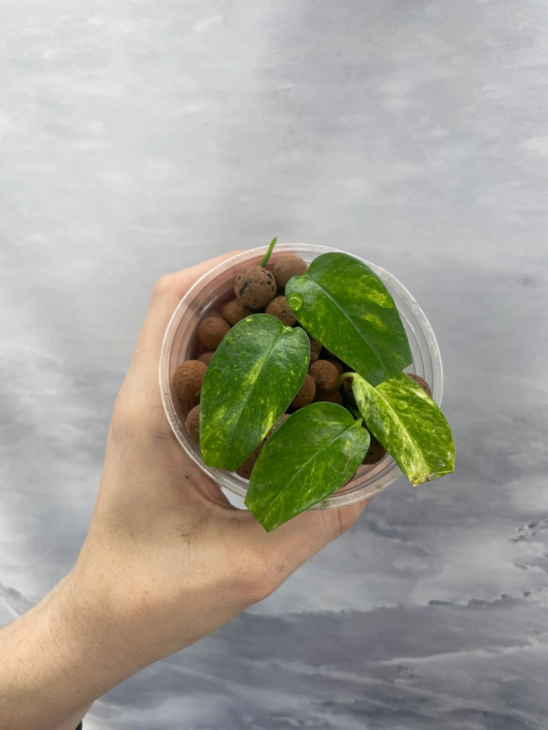 Shop for Rare Aroids and Vivarium Plants — Moonbeam Botanicals