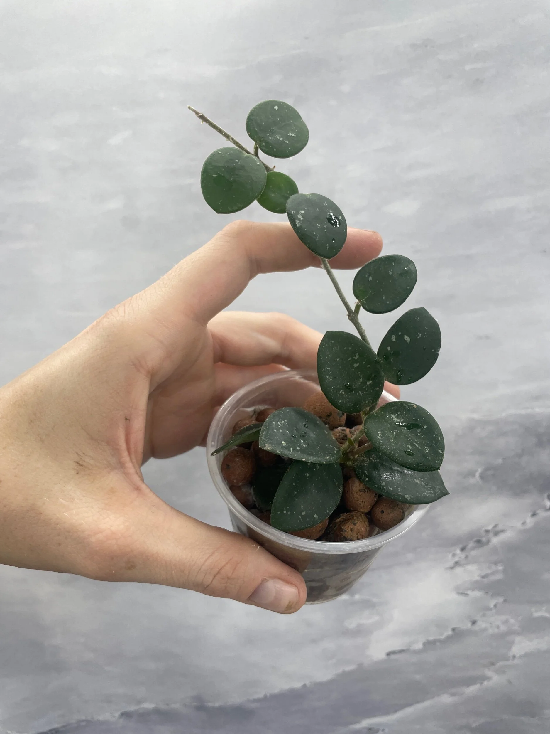 Shop for Rare Aroids and Vivarium Plants — Moonbeam Botanicals