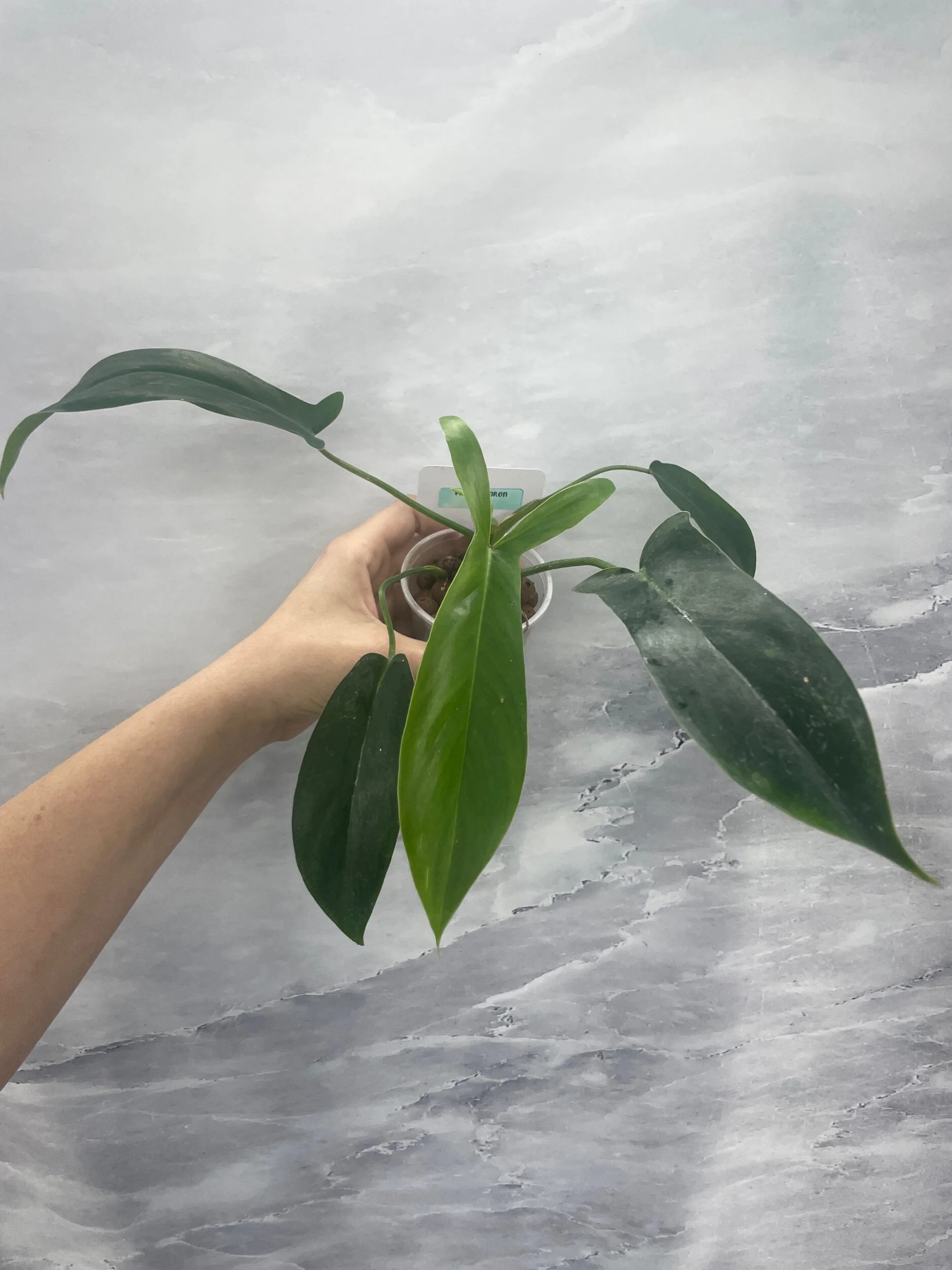 Shop for Rare Aroids and Vivarium Plants — Moonbeam Botanicals