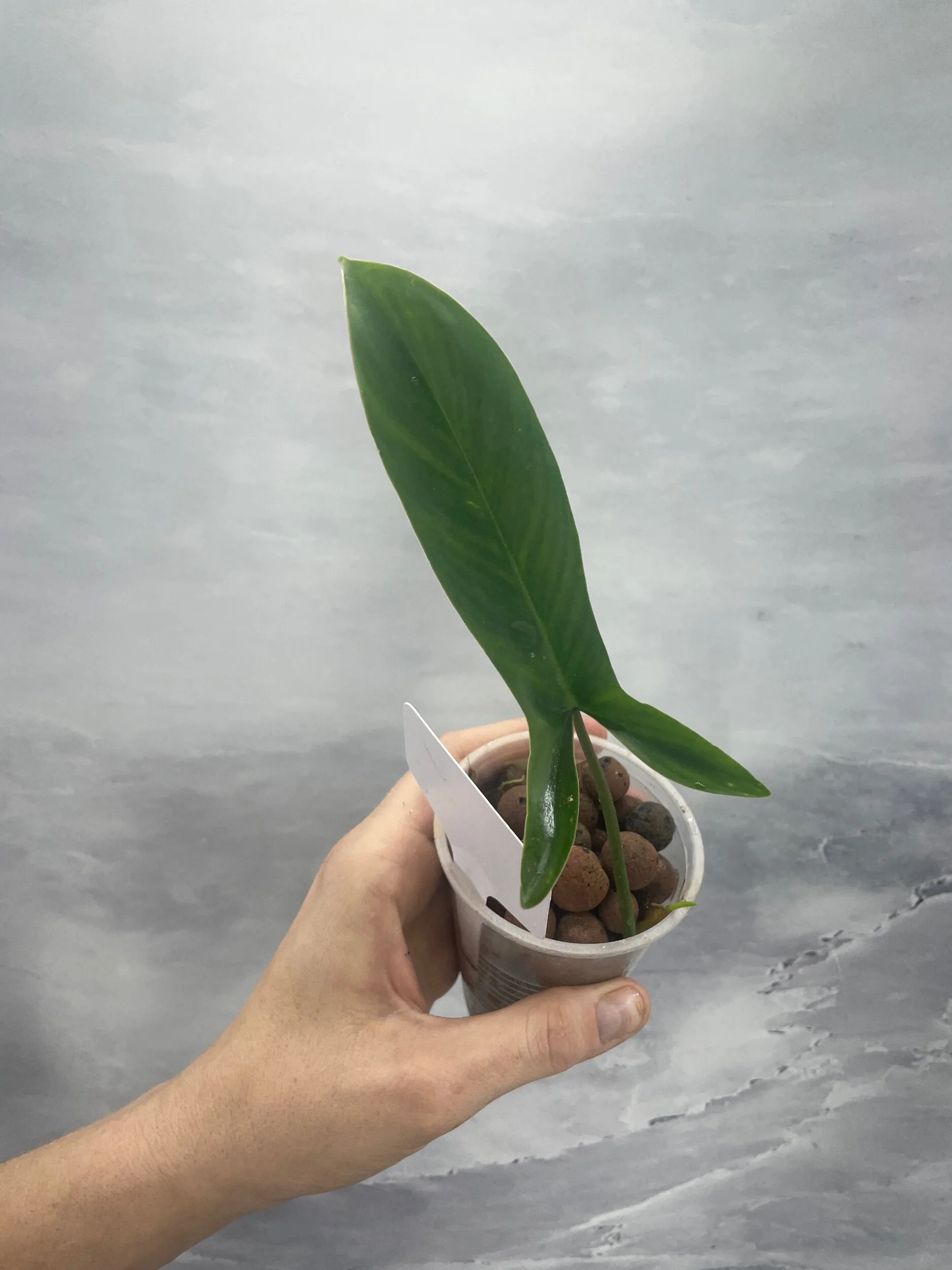 Shop for Rare Aroids and Vivarium Plants — Moonbeam Botanicals