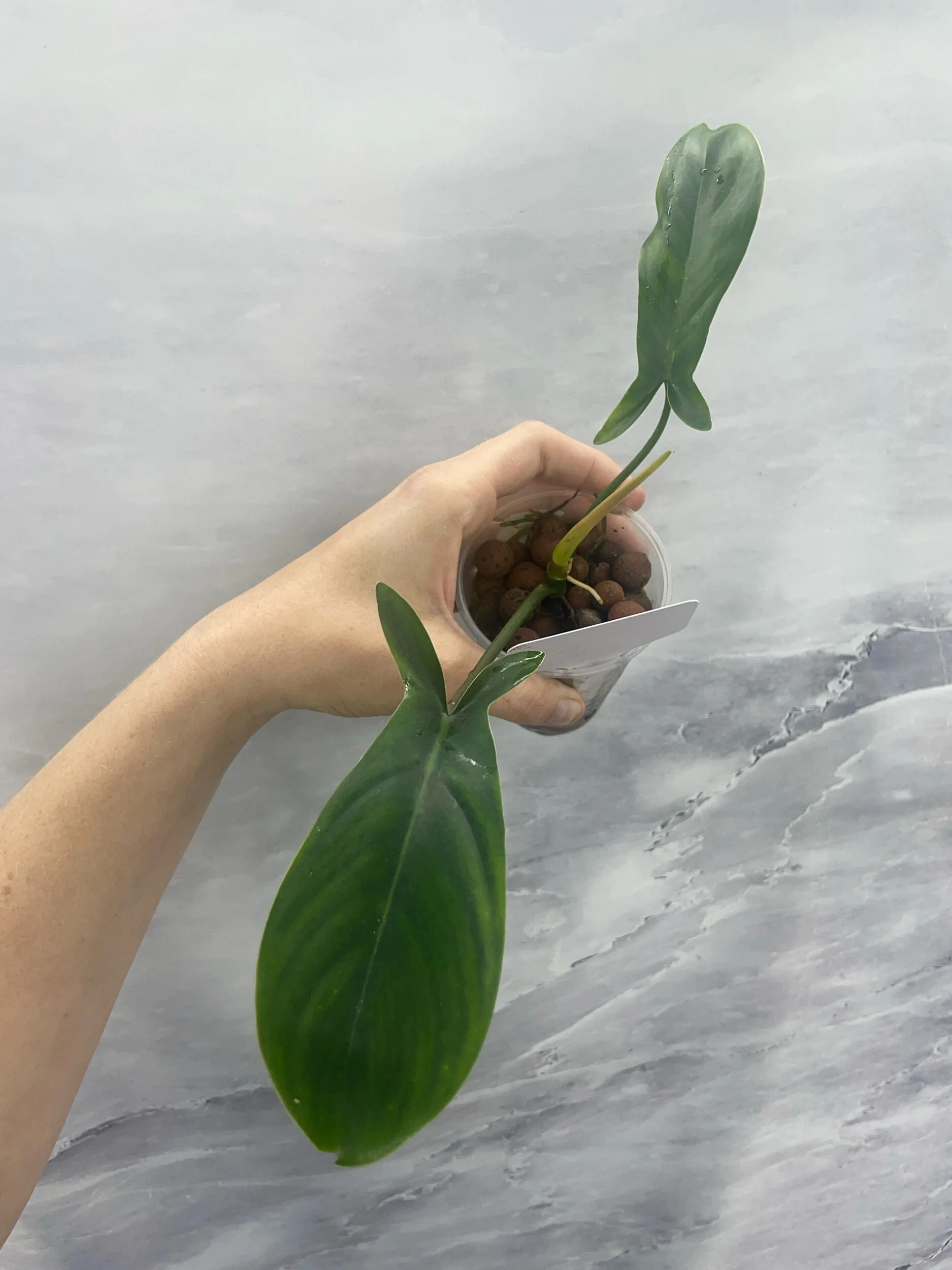 Shop for Rare Aroids and Vivarium Plants — Moonbeam Botanicals