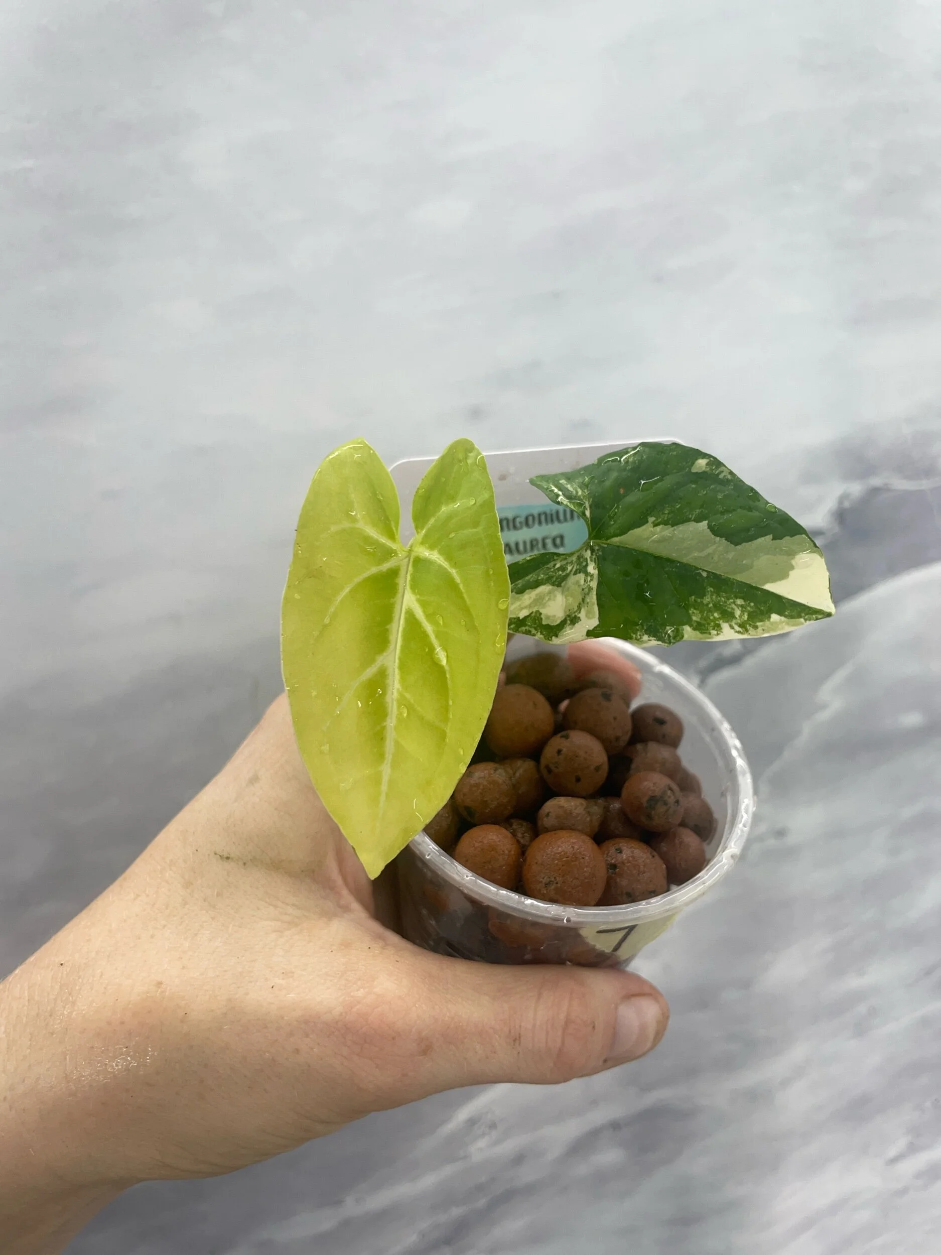 Shop for Rare Aroids and Vivarium Plants — Moonbeam Botanicals