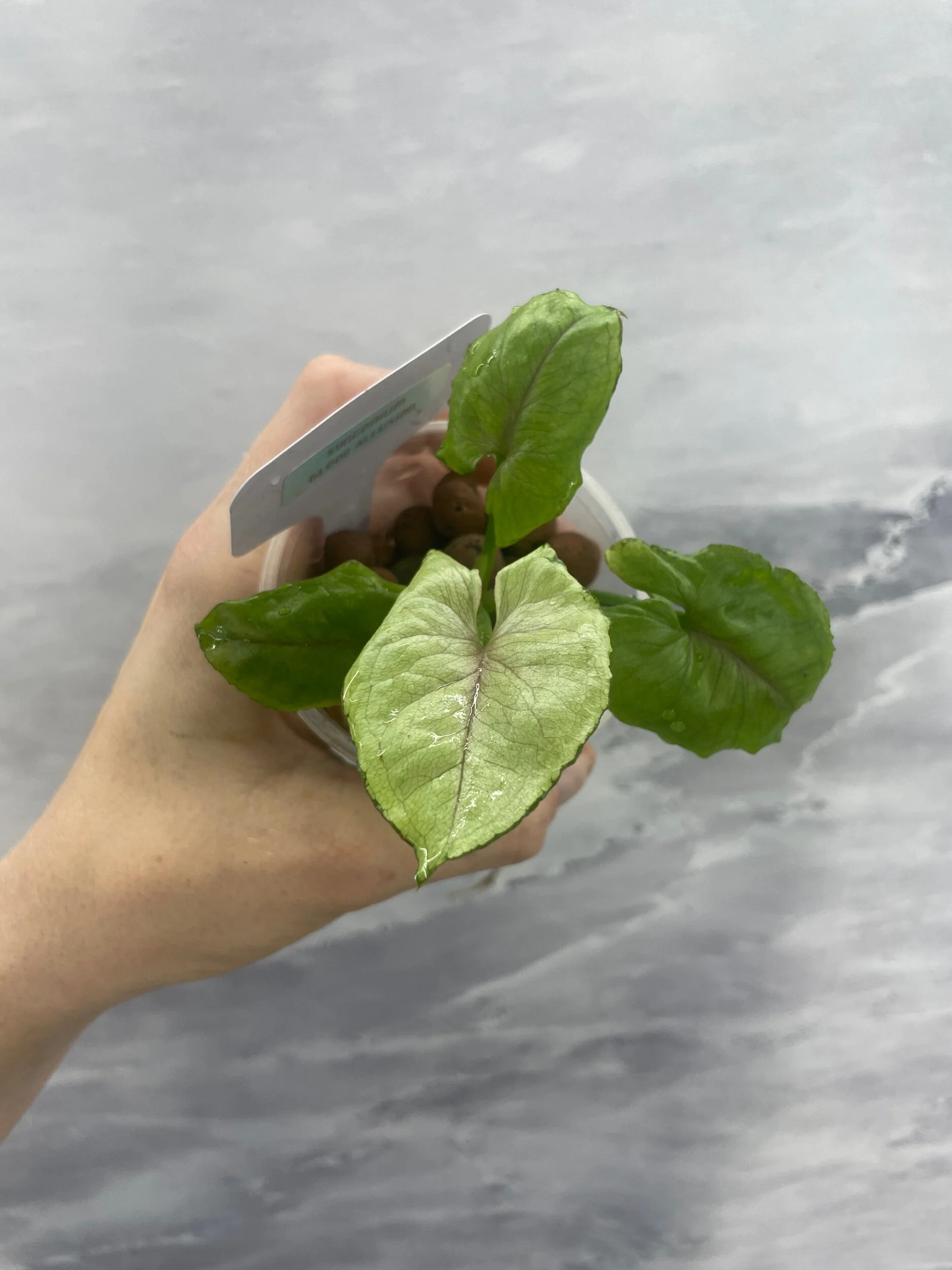 Shop for Rare Aroids and Vivarium Plants — Moonbeam Botanicals