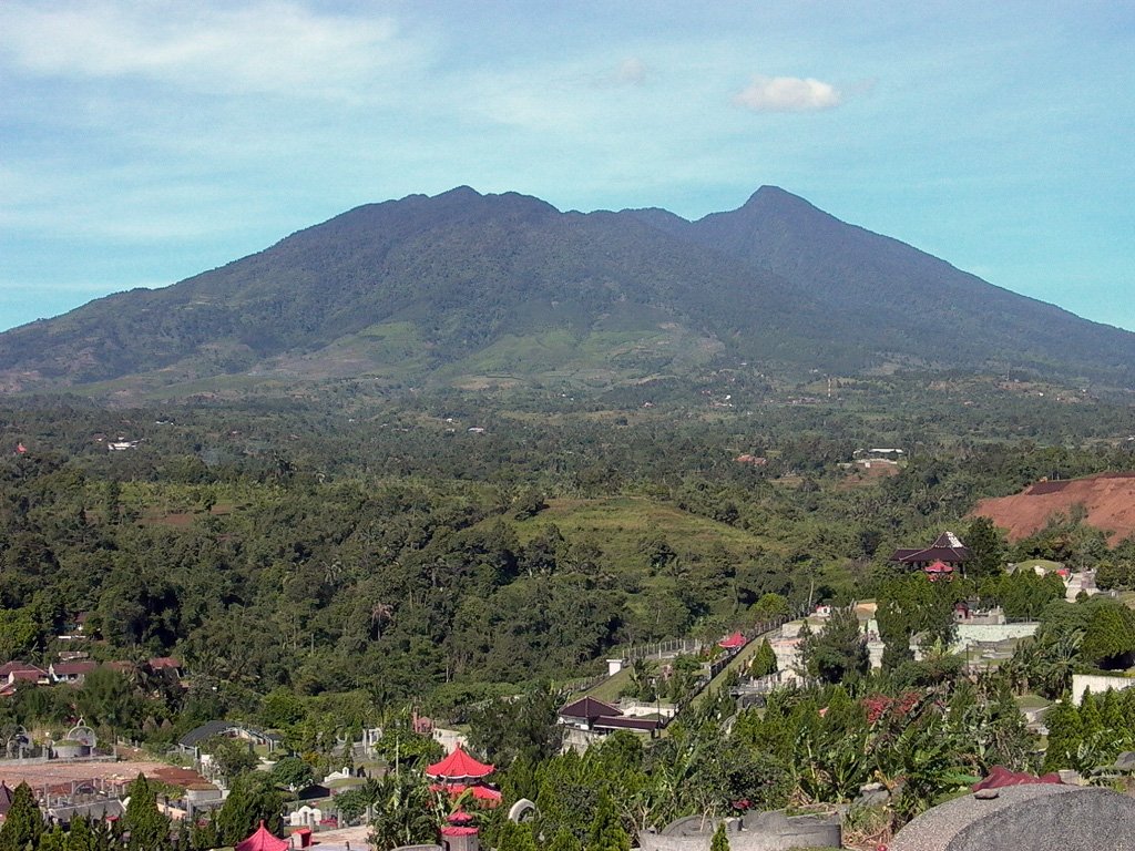 Scindapsus Mount Salak - Etsy