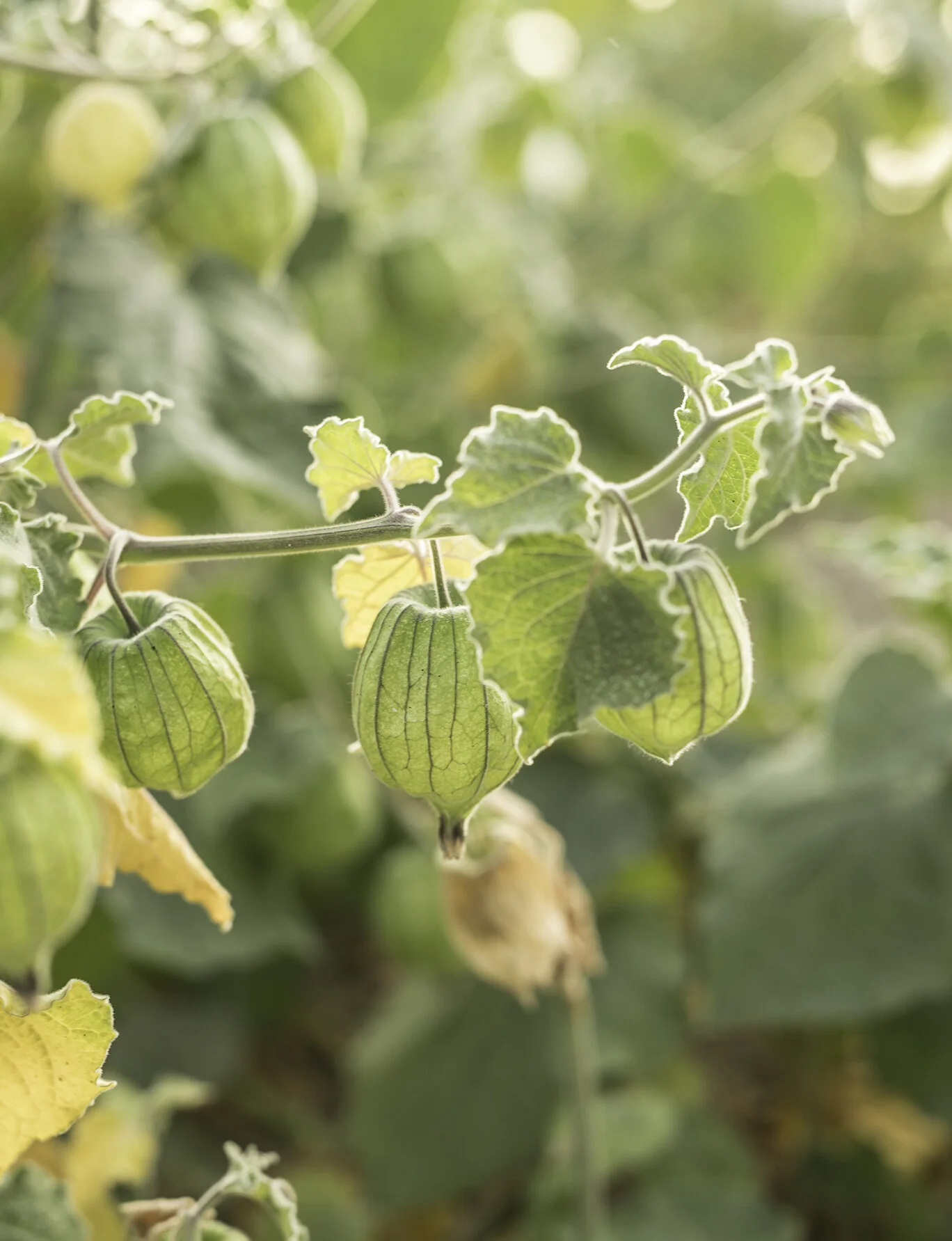 Physalis.jpg
