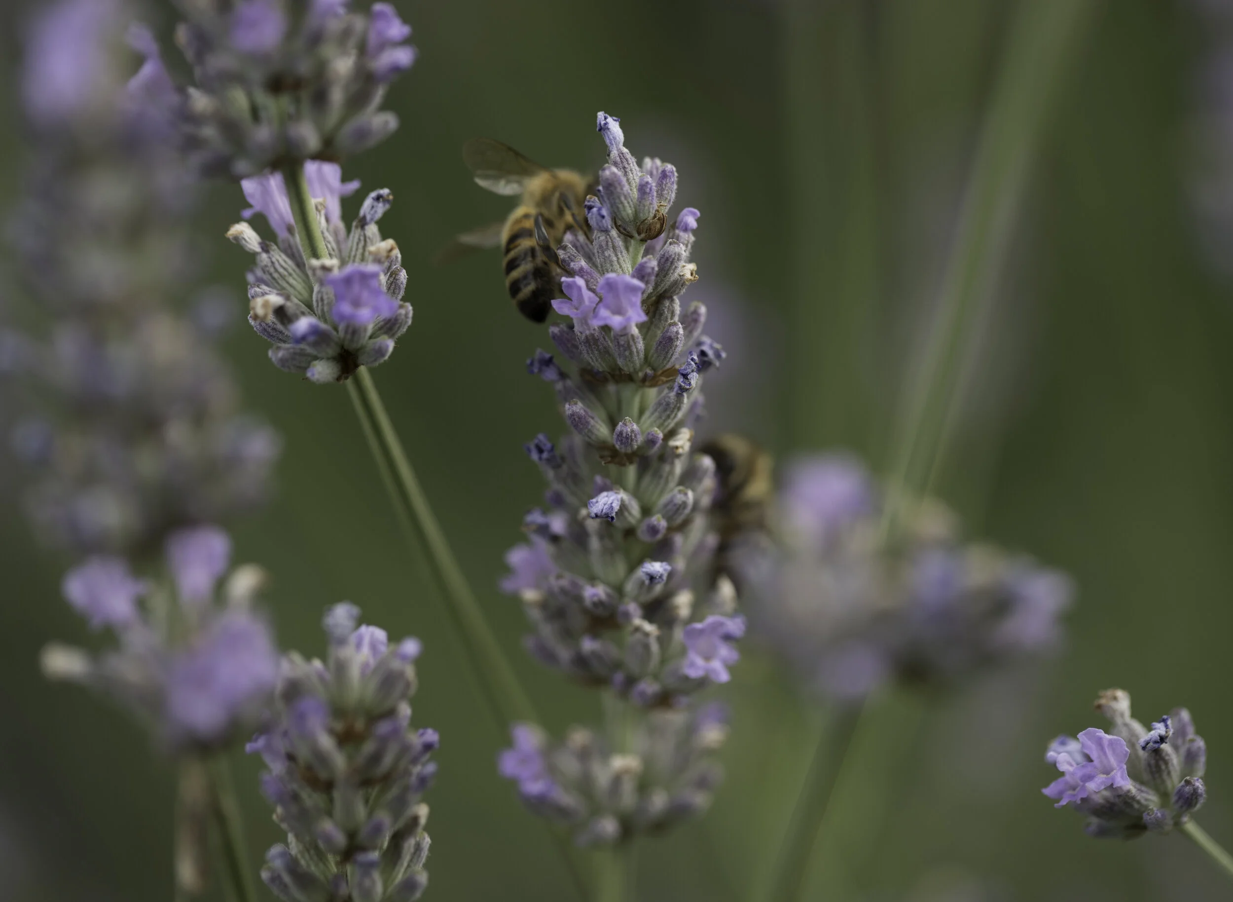 Bees_01b.jpg