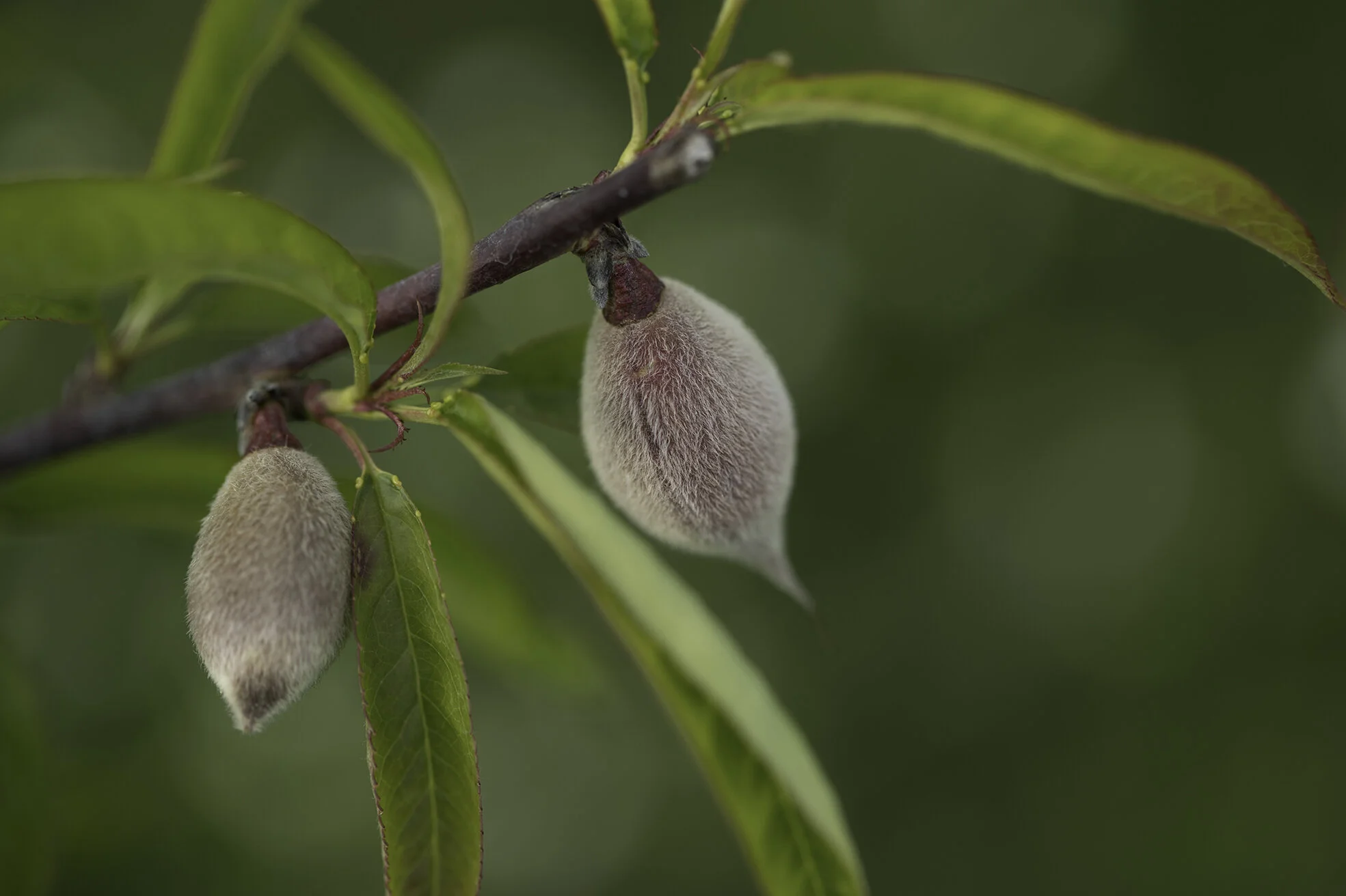 almonds.jpg