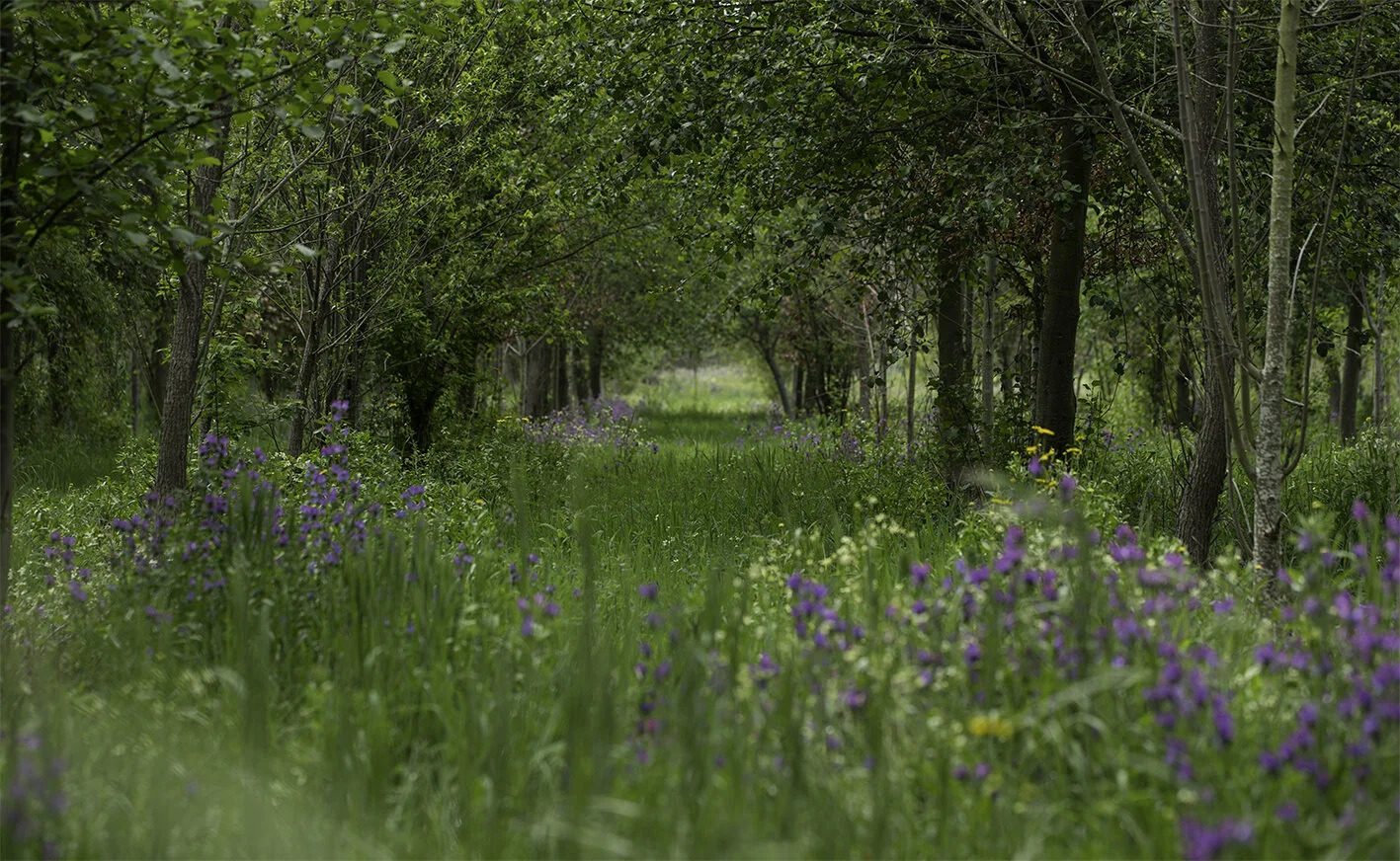 Bosque na Quinta do Alcada