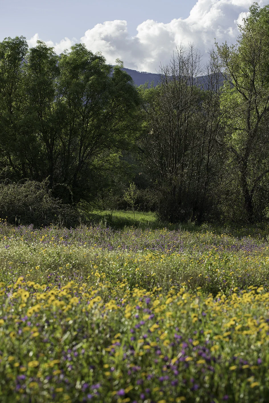 Prado de flores silvestres na Quinta do Alcada