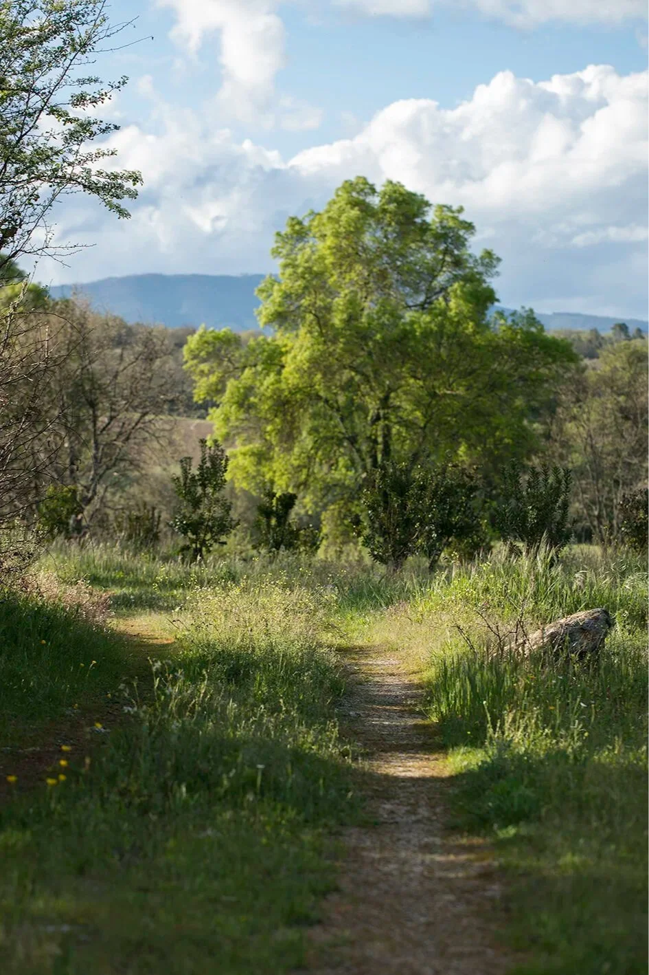 Arredores da Quinta do Alcada caminho