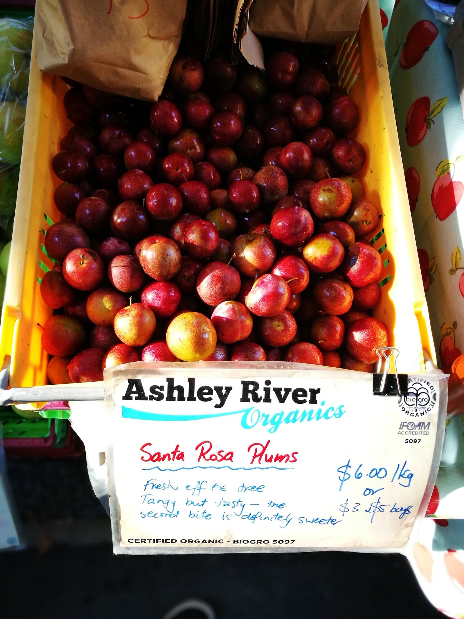 Ashley River Apples