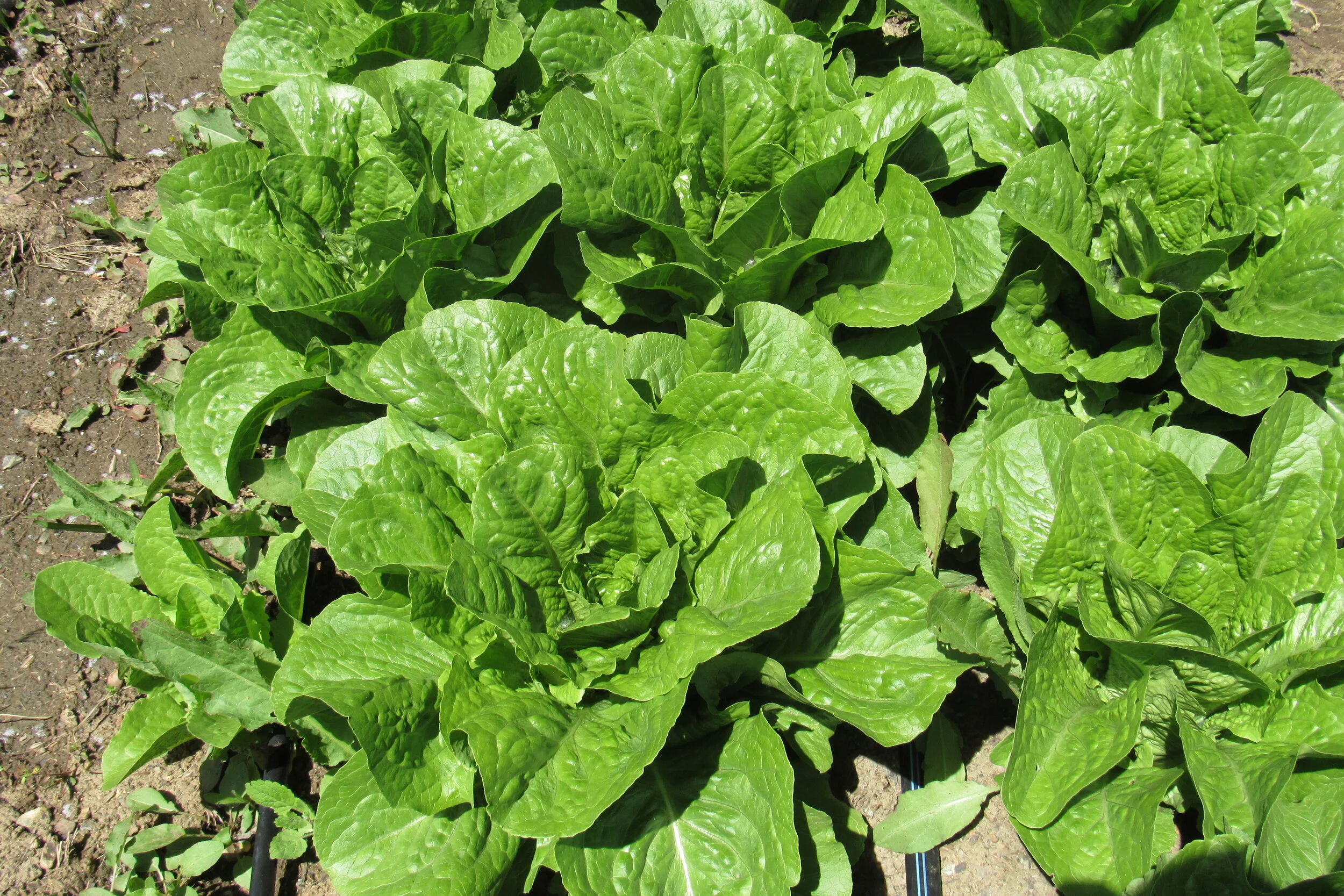 Lettuce