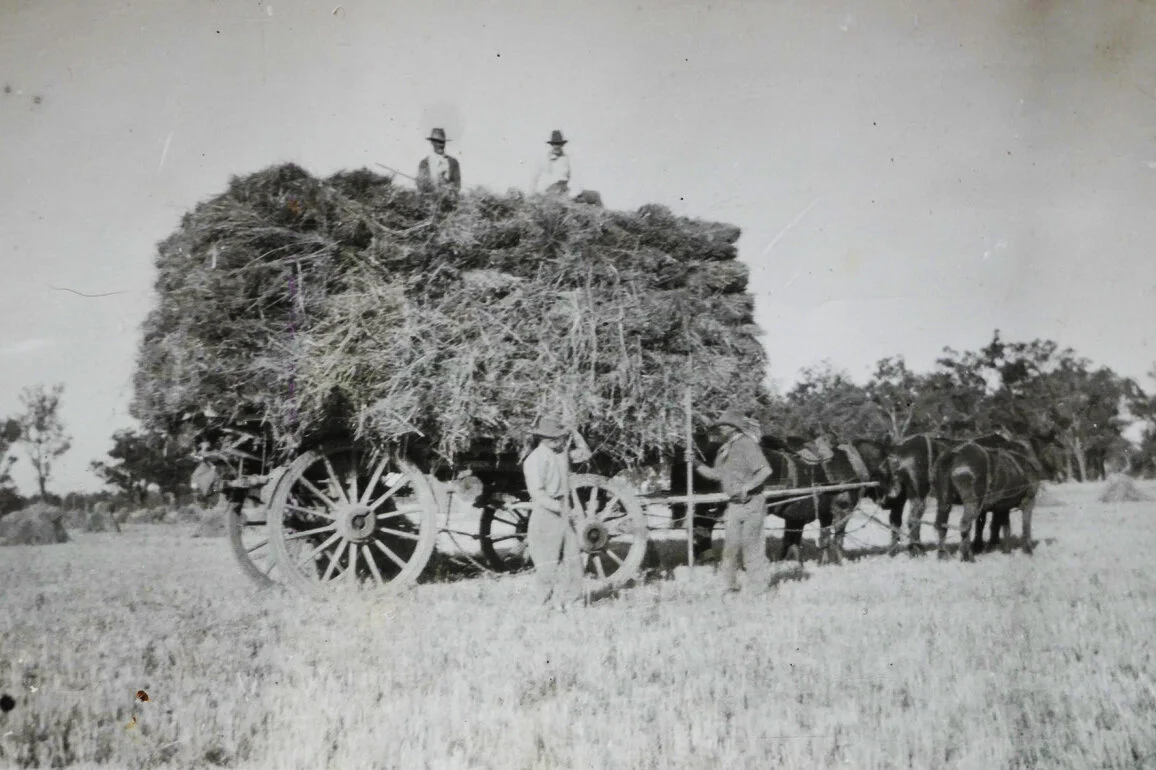 HORSE DRAWN CART PICKING UP SHEAF HAY USING PITCH FORKS, CIRCA 1920
