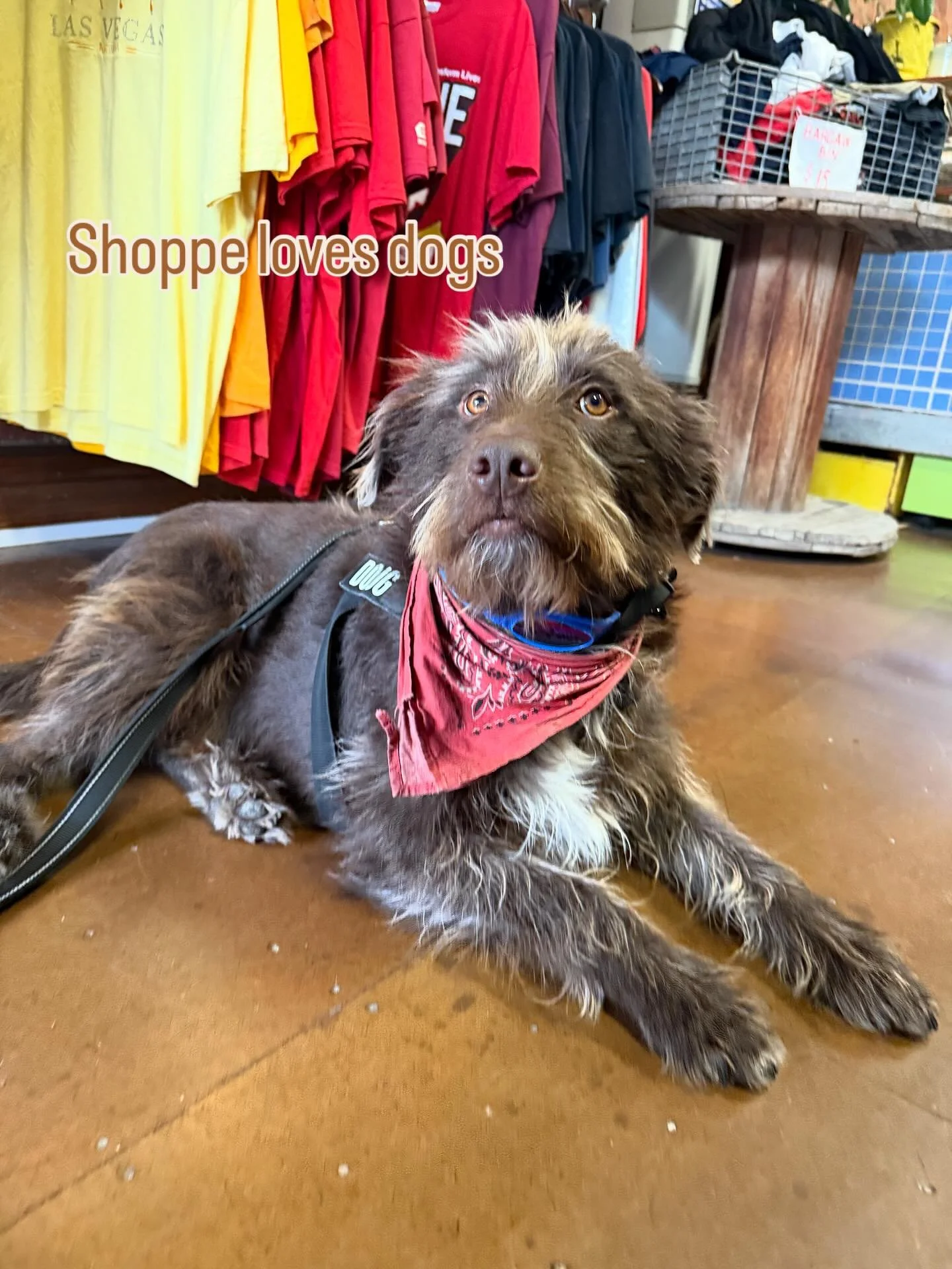 Shoppe dog of the day DOUG. He gets the dress code! 🤠
#dogsofinstagram #vintage #bandana