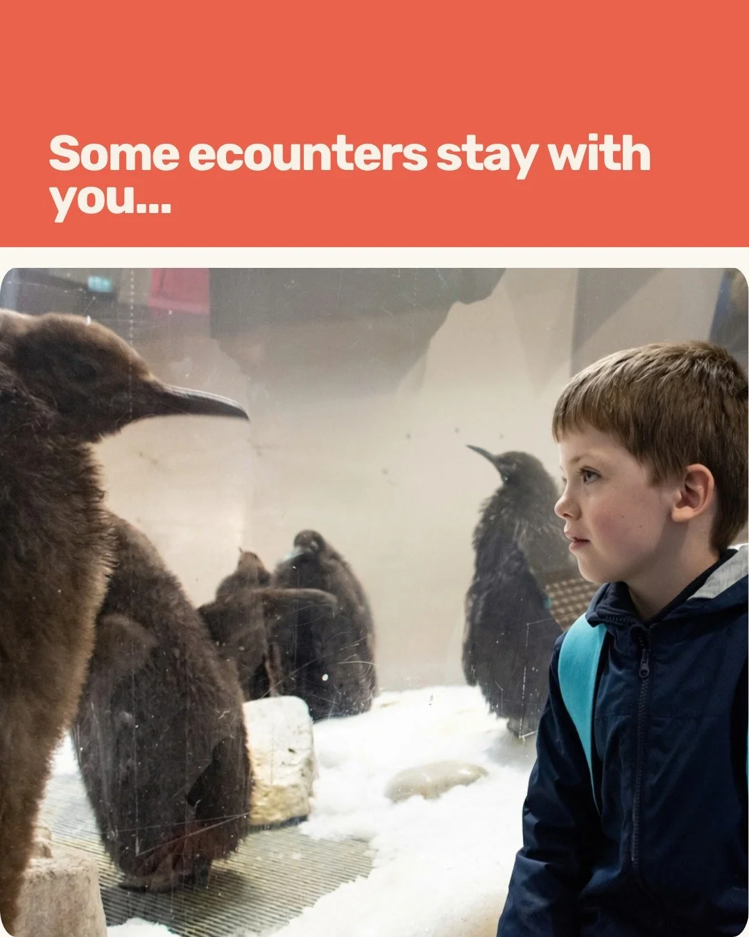 A shark gliding past. A penguin just beyond the glass. A moment that makes everyone stop and look. 🐧🦈

At SEA LIFE Melbourne Aquarium, students get a close-up view of aquatic life, turning classroom topics into something they can see for themselves