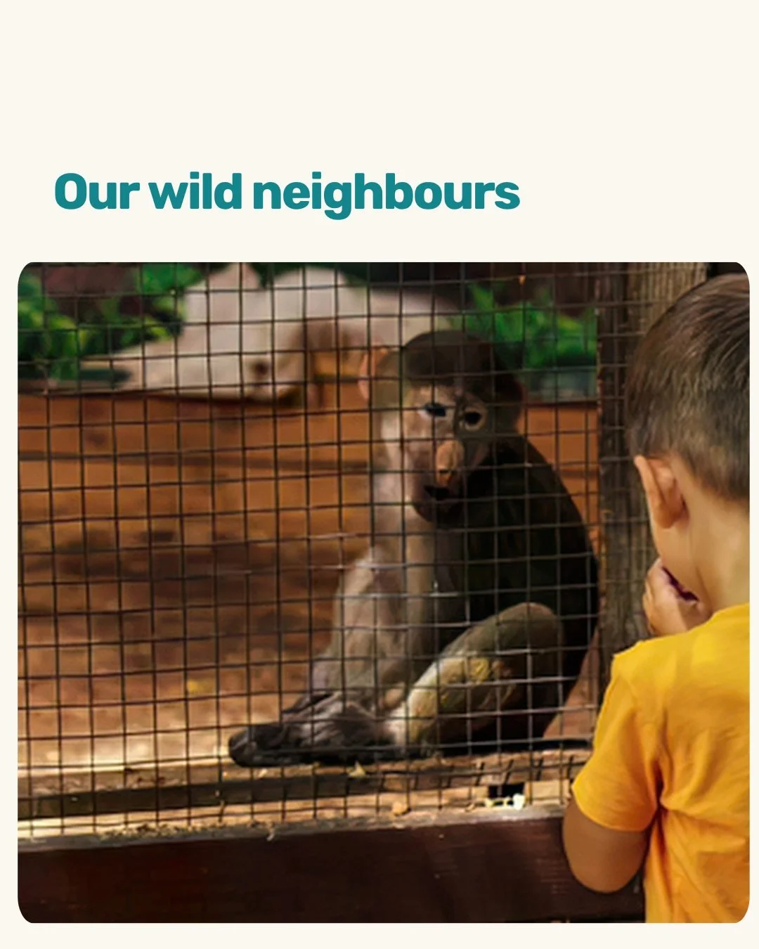 Some of our neighbours are a little wilder than others. 🦒

Just a short walk from Urban Camp, Melbourne Zoo offers our campers something special: an exclusive evening tour, available only to Urban Camp groups.

As daylight fades, it&rsquo;s a chance