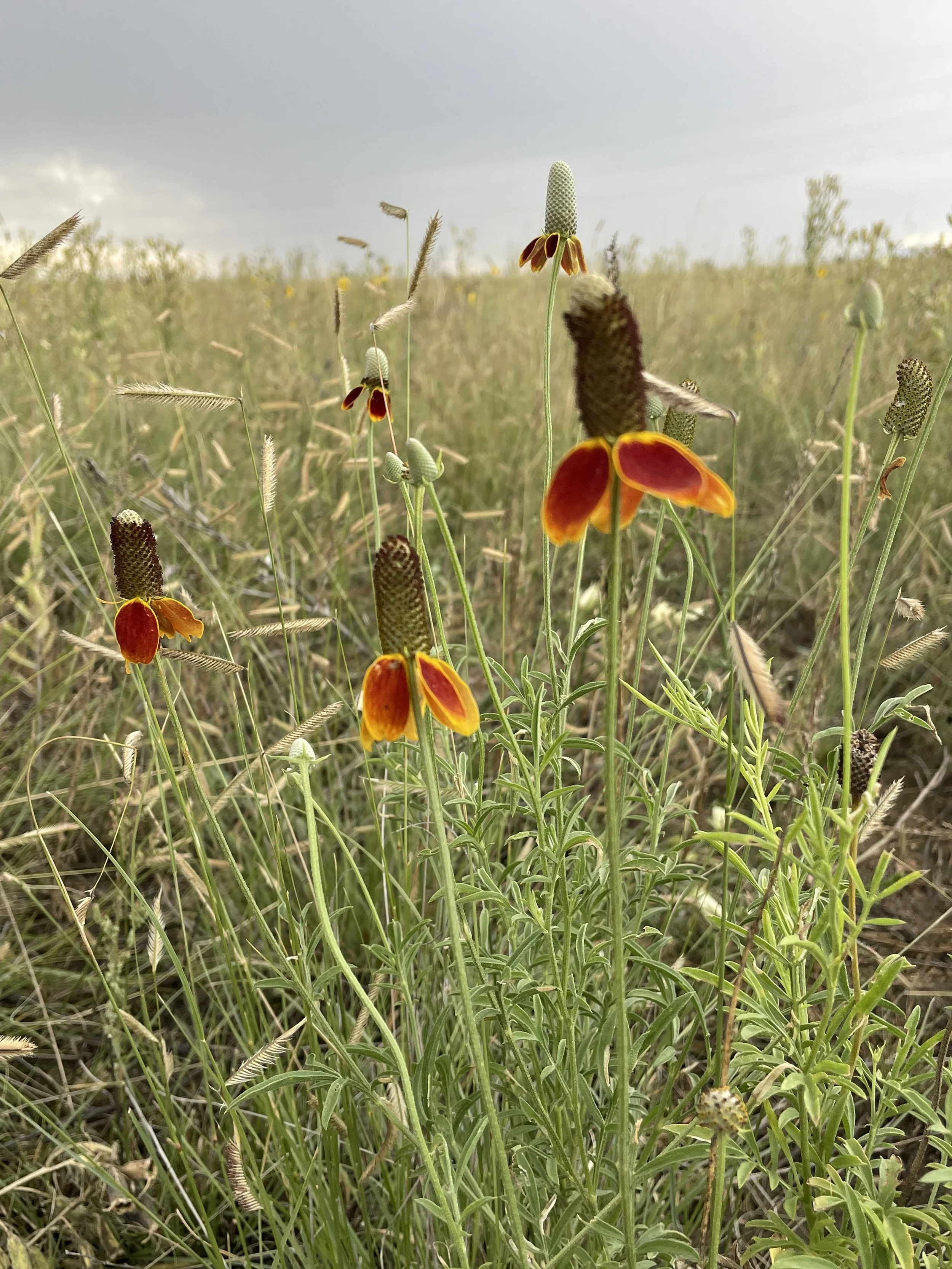 Maggie Hanna and the Central Grasslands Roadmap
