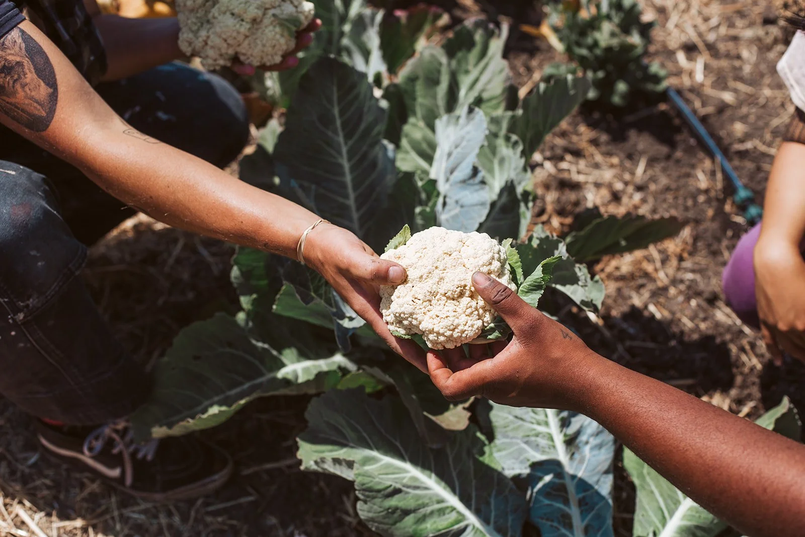 Toward a More Just—and Delicious—Food System With Agroecology Commons’ Jeneba Kilgore
