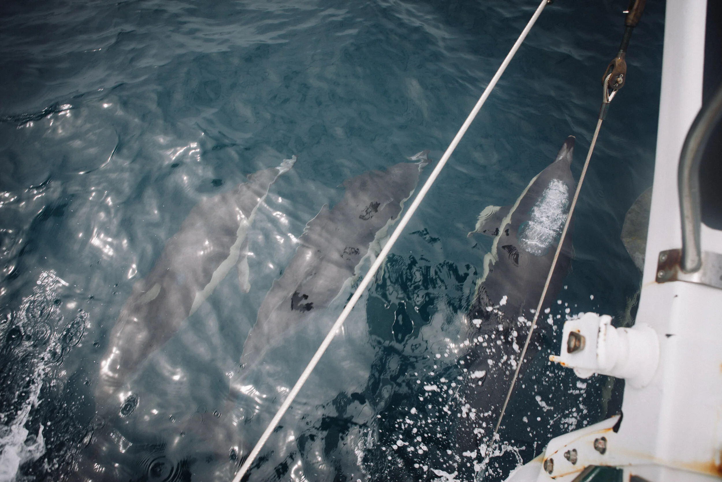 dolphins.jpg