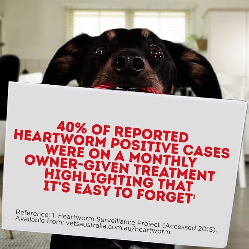 Infographic: Dog holding sign showing words - 40% of reported heartworm positive cases were on a monthly owner-given treatment, highlighting that it’s easy to forget (reference 1 Heartworm Surveillance Project (accessed 2015)