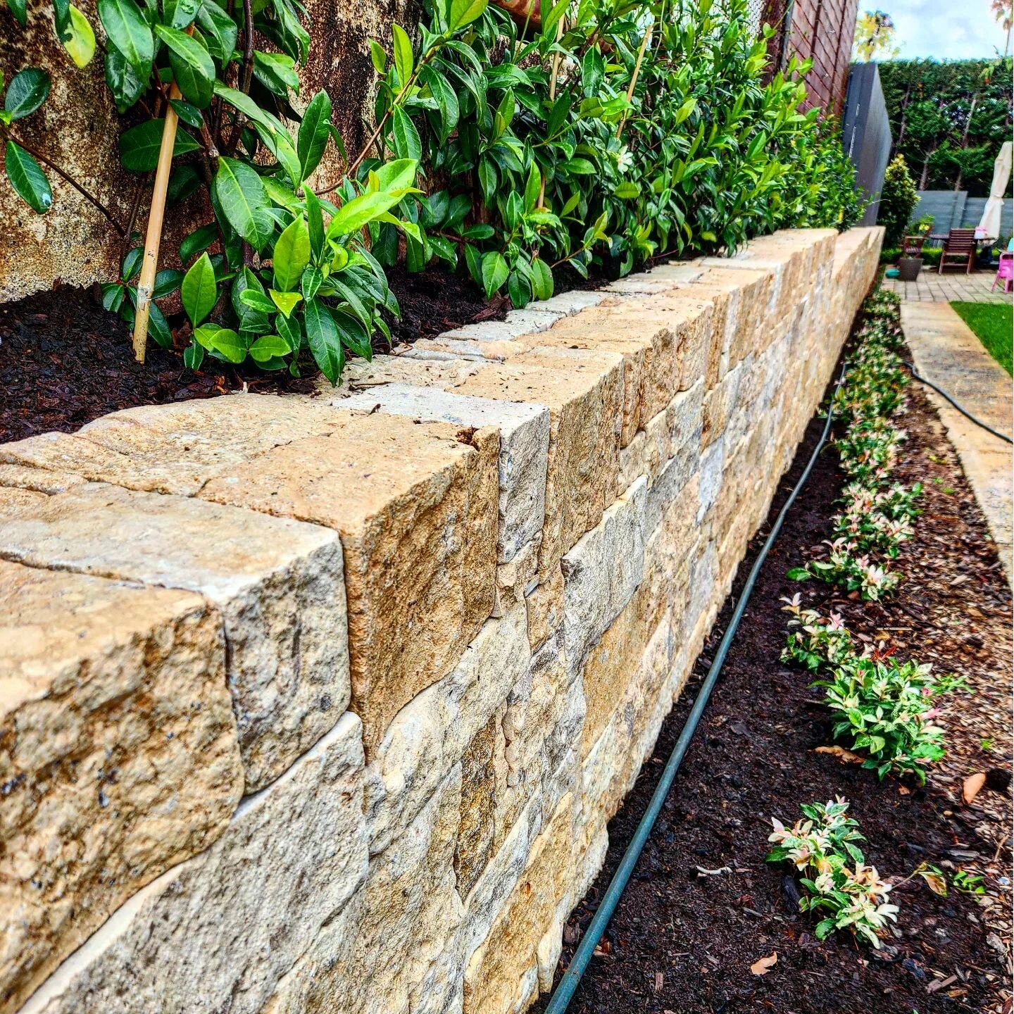 Tuscan Limestone brings with it a sense of history and modernity sitting right alongside each other.

✨️Tuscan Limestone Wall Cladding
✨️Trachelospermum jasminoides - Star Jasmine
✨️Trachelospermum Tricolour - Variegated Star Jasmine
@gostone_somersb
