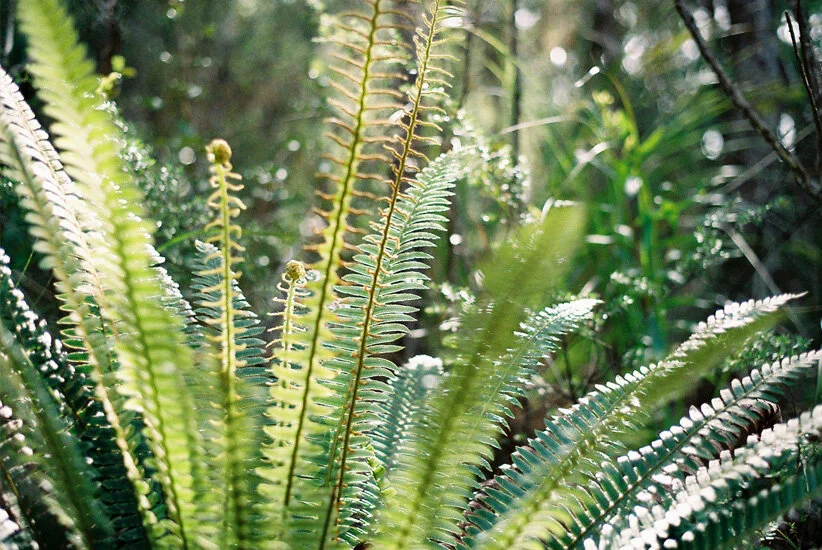 Reflection on the Māori Development focus, supported by Te Kāwai Toro