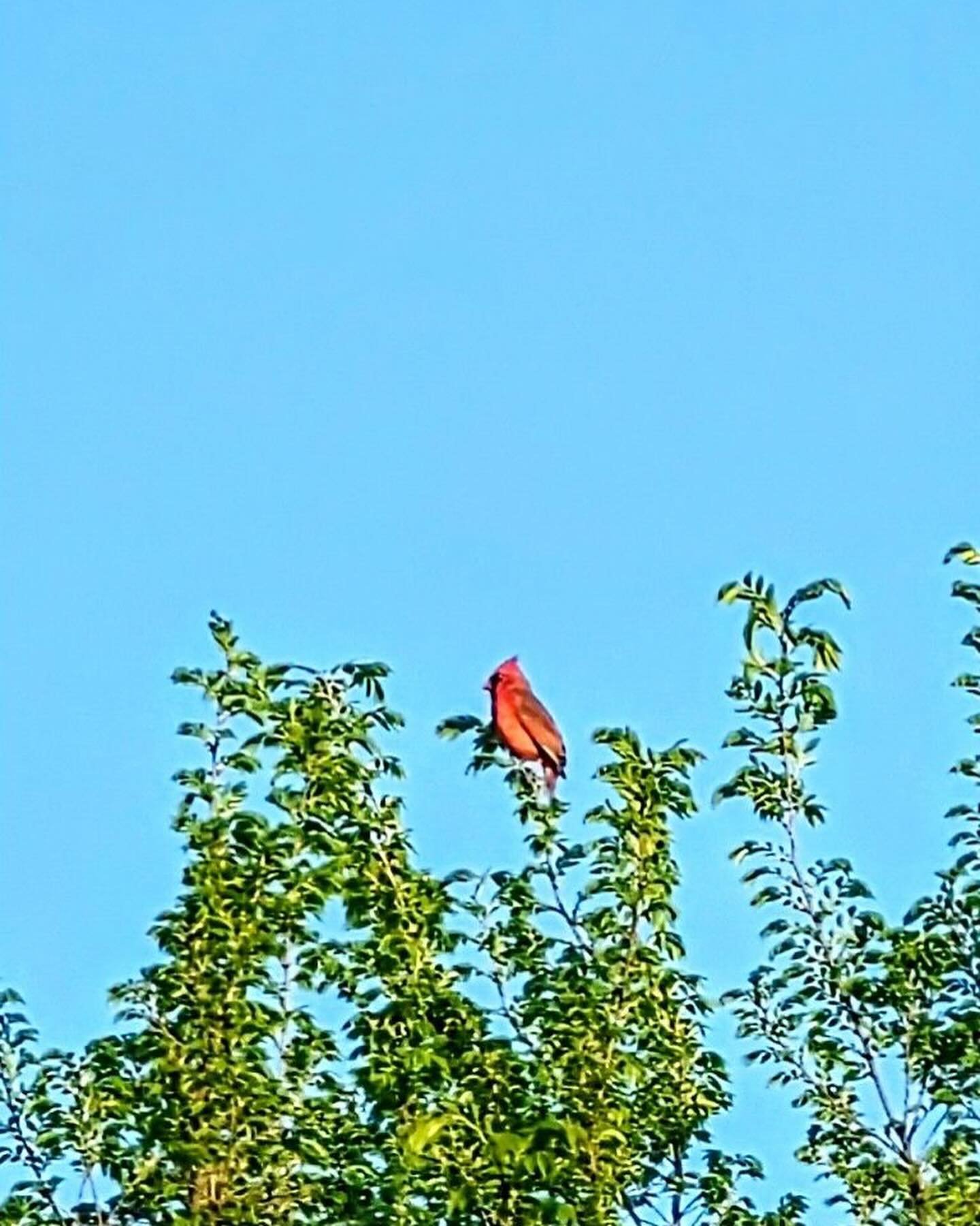 Cardinal, are you bringing me a message from the other side? Are you telling me I&rsquo;m on somebody&rsquo;s mind? ❤️🕊️-Kacey Musgraves

Sending peace and love to those experiencing grief. This is your gentle reminder to soak in spring to its fulle