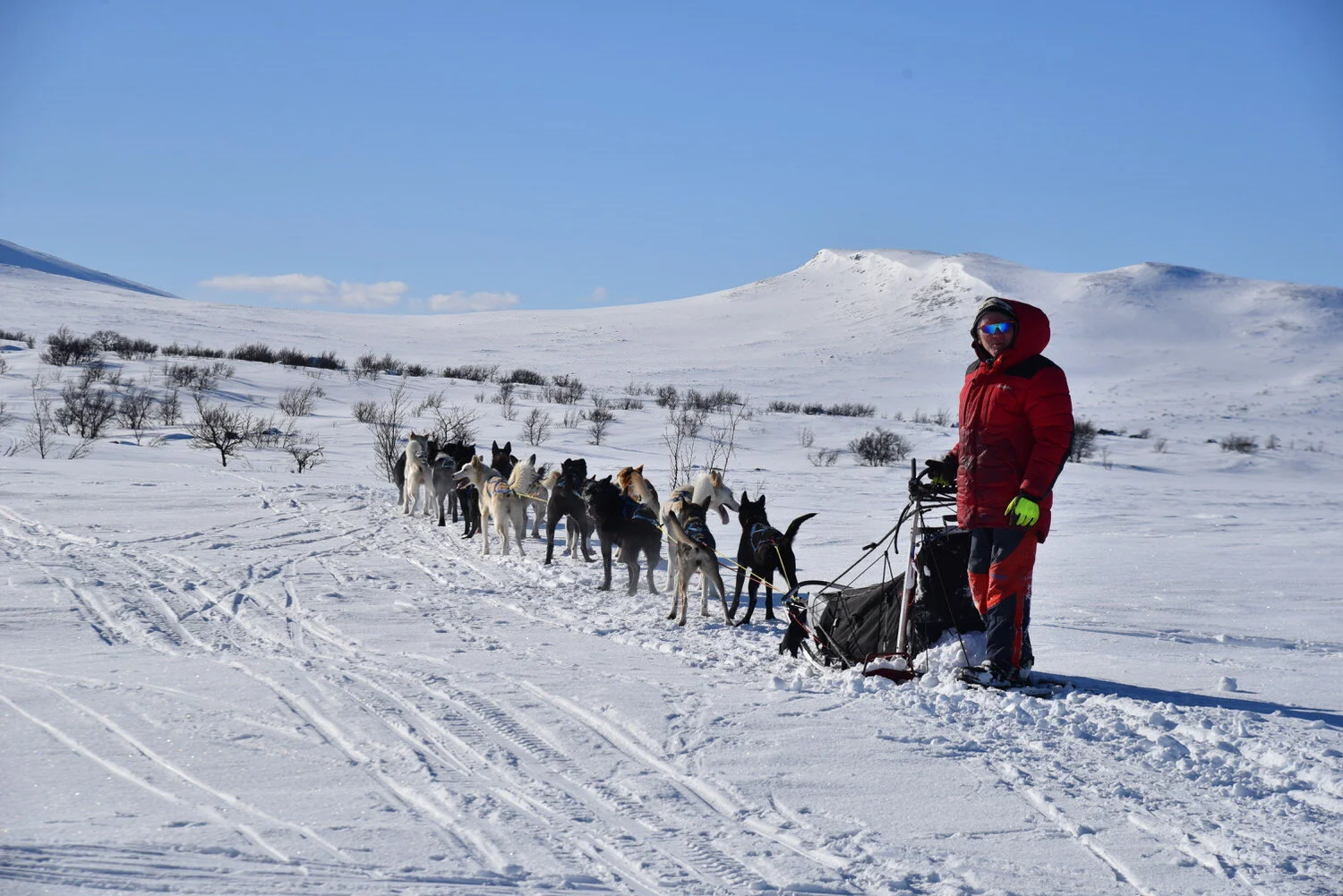 Hund behandles for symptomer på alvorlig hundesykdom