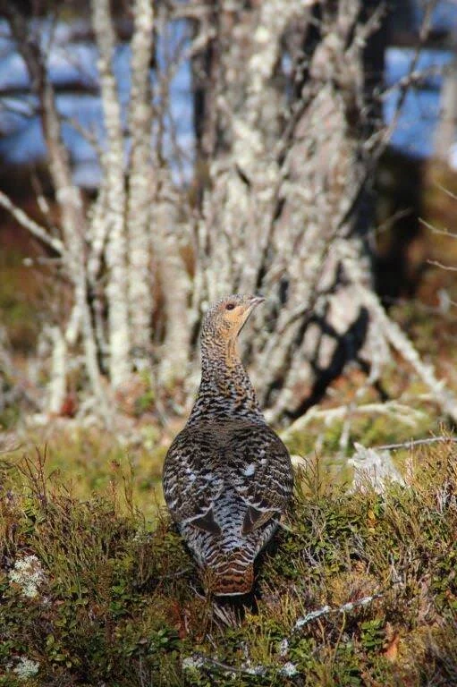 Første trekning av fuglejaktkort.